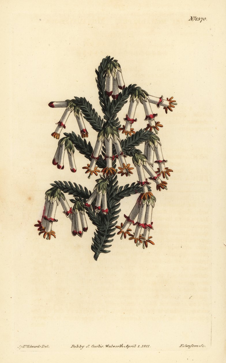 Wrzosowisko monadelficzne, Erica monadelpha autorstwa Unbekannt