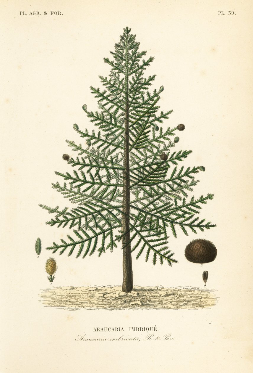 Małpie drzewo puzzle lub sosna chilijska, Araucaria araucana, Araucaria imbricata, Araucaria imbrique autorstwa Unbekannt