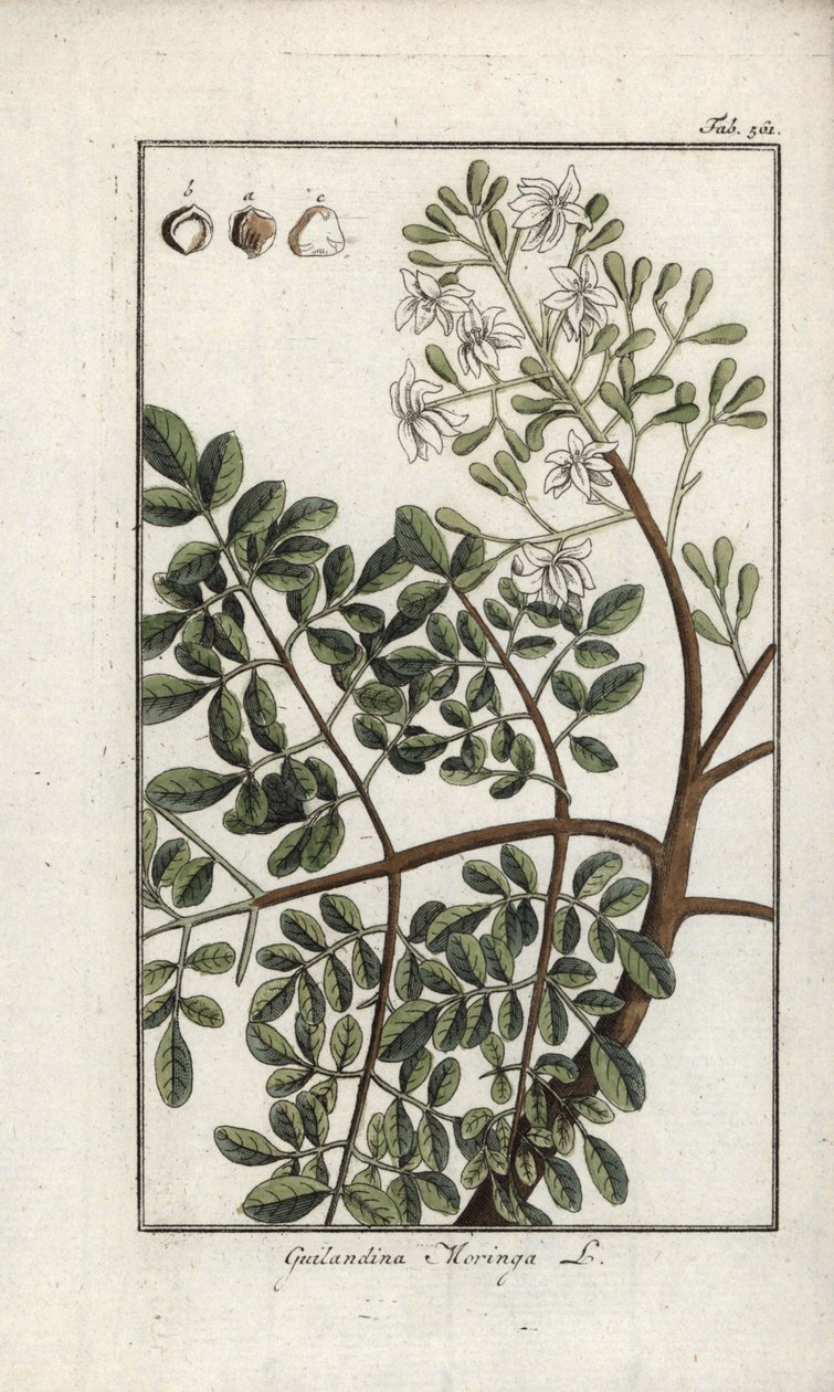Moringa (Moringa oleifera). Litografia z "Afbeelding der Artseny-Gewassen" Johannesa Zorna (1739-1799), Holandia autorstwa Unbekannter Künstler