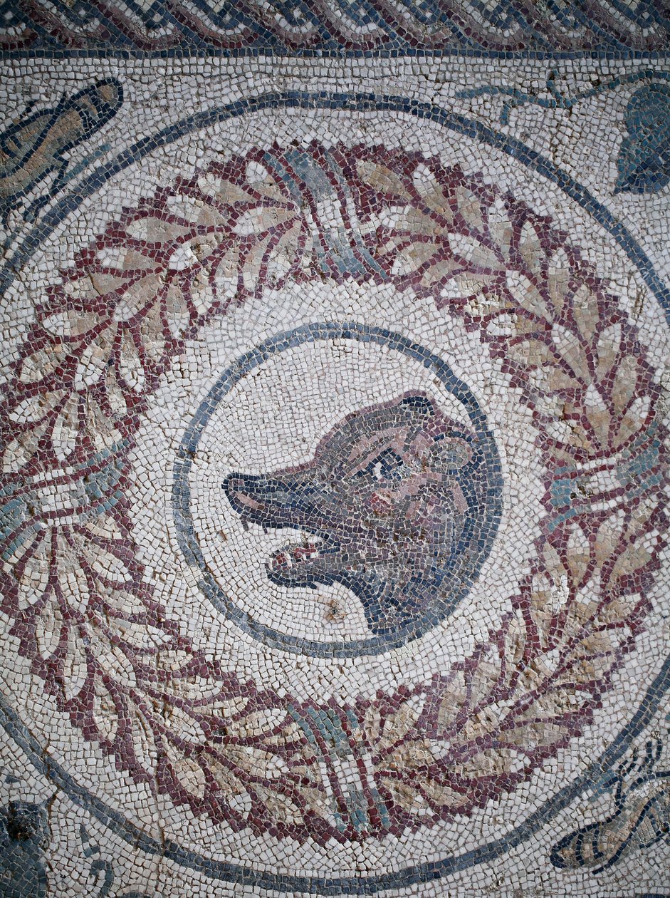 Mozaika perystylu. Detal przedstawiający głowę niedźwiedzia. III - IV wiek. Rzymska willa Casale, Sycylia. UNESCO. autorstwa William M. Timlin