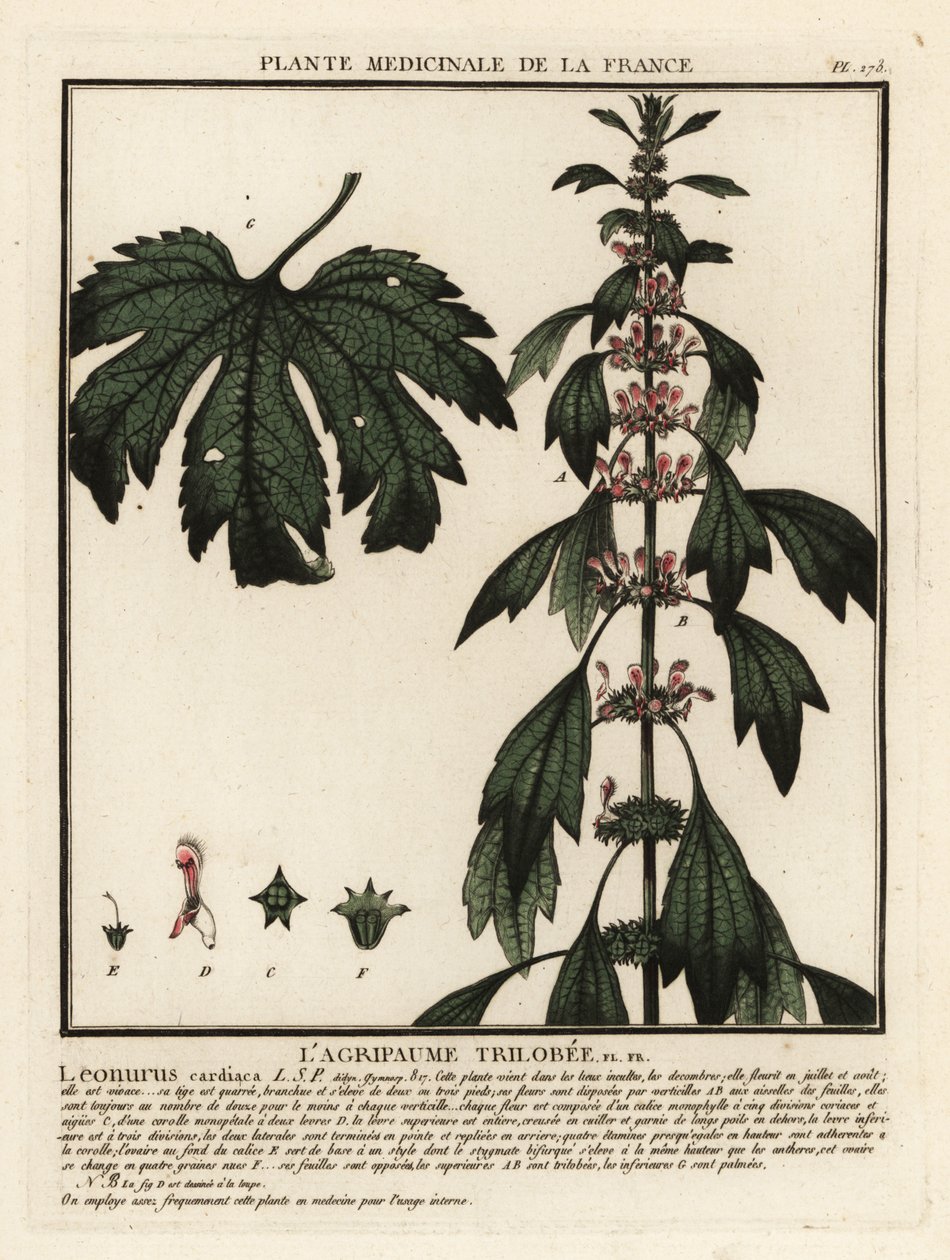 Motherwort, Leonuruscardia. autorstwa Unbekannter Künstler
