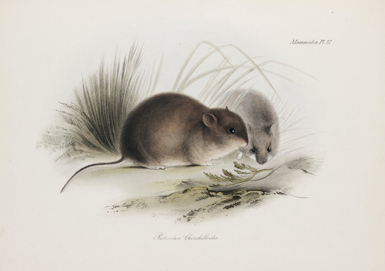 Mysz, Ziemia Ognista, Ameryka Południowa, ok. 1832-1836 autorstwa Unbekannter Künstler