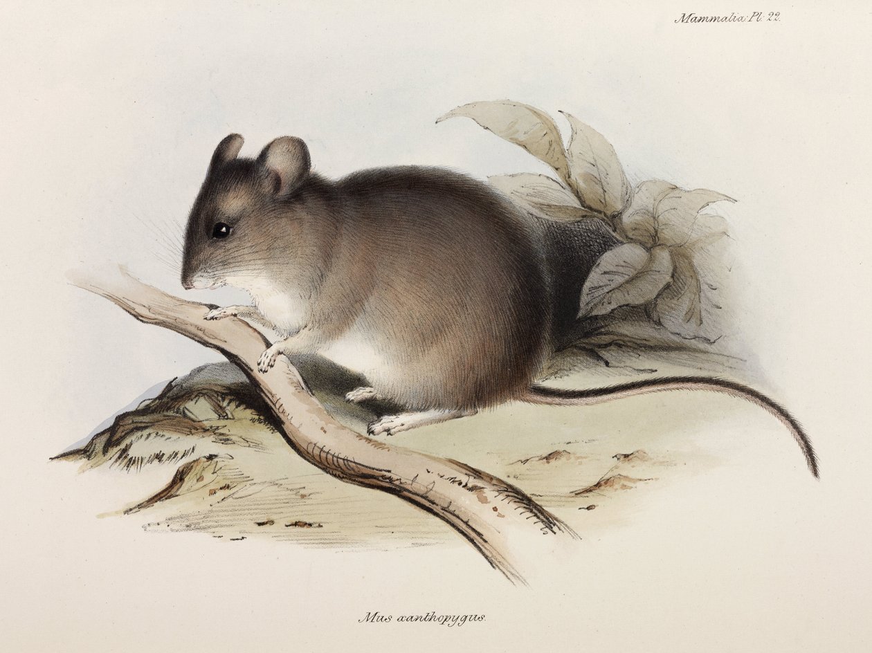 Mysz, ok. 1832-1836 autorstwa Unbekannter Künstler