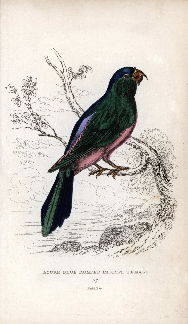 Papużka Mullera, Tanygnathus sumatranus. Psittacus cyanopygius (samica). Litografia Josepha Kidda, na podstawie rysunku Johna Audubona, w Miscellany of Natural History: Parrots, Sir Thomas DiK Lauder and Captain Thomas Brown, opublikowanym w Edynburgu, Sco autorstwa Unbekannter Künstler