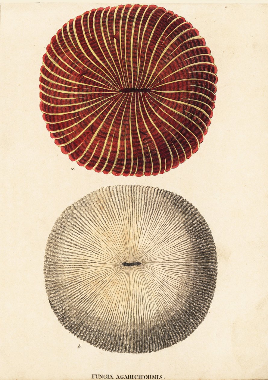 Koralowiec grzybowy, Fungia fungites (Fungia agariciformis). Ręcznie kolorowany staloryt z Galerii Historii Naturalnej Georga Friedricha Treitschke, Naturhistorischer Bildersaal des Thierreiches, Liepzig-1842. autorstwa Unbekannter Künstler