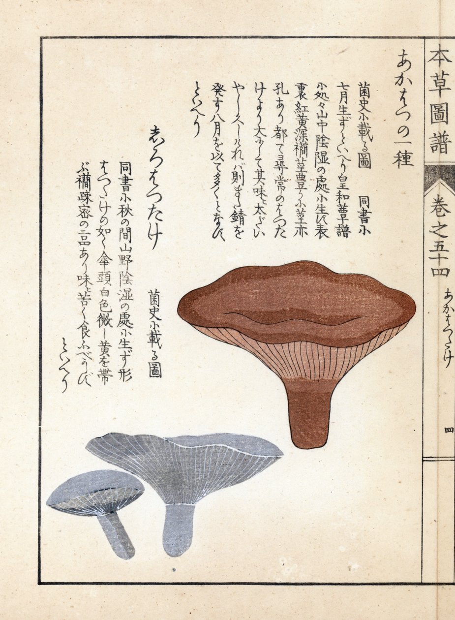 Grzyby: akahatsu lacatire i biały shirohatsudake - japońska grafika autorstwa Kanena Iwasakiego (1786-1842), z Honzo Zufu, ilustrowanego przewodnika po roślinach leczniczych autorstwa Unbekannter Künstler