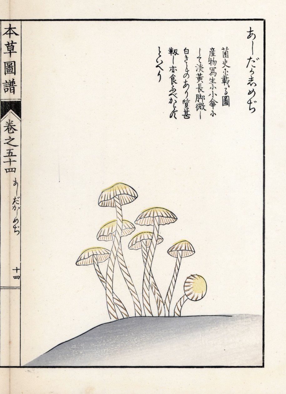 Grzyby: shimeji ashitaka - japońska grafika autorstwa Kanena Iwasakiego (1786-1842), z Honzo Zufu, ilustrowanego przewodnika po roślinach leczniczych autorstwa Unbekannter Künstler