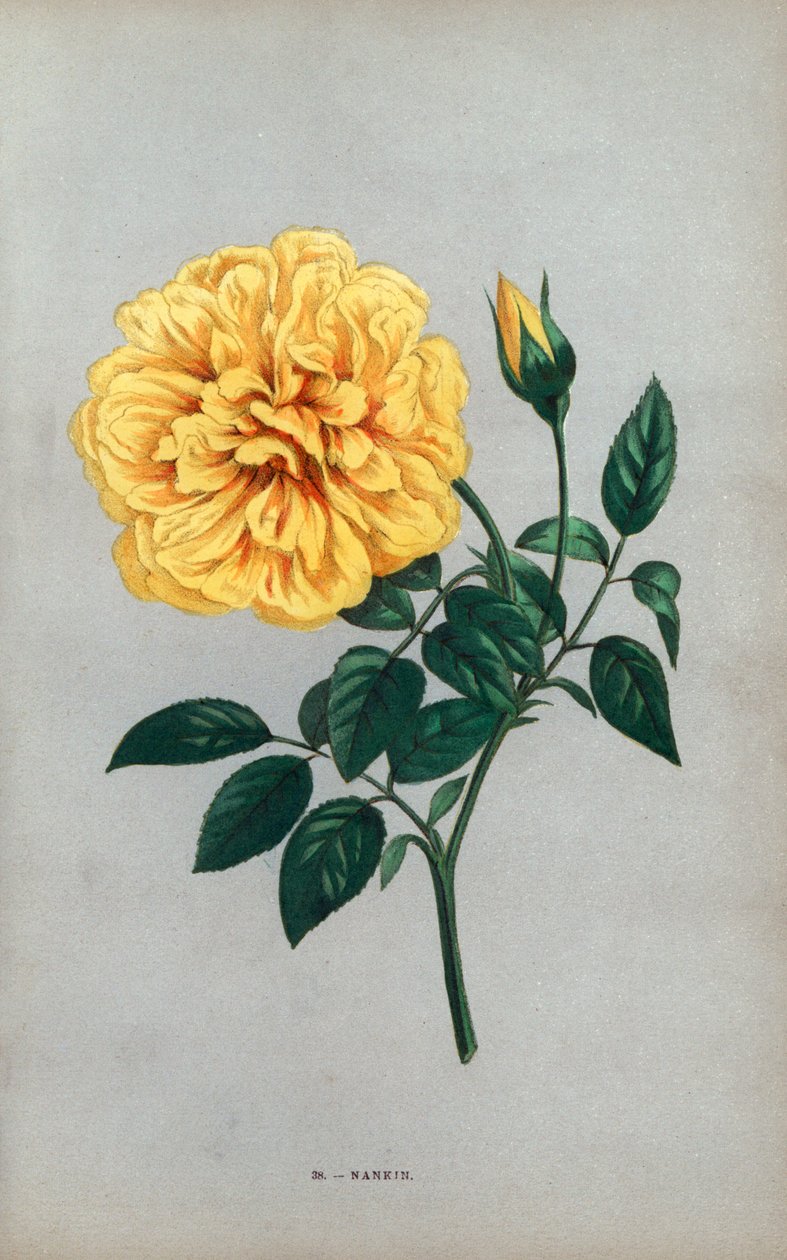 Róża Nanjing, żółta odmiana róży herbacianej wyhodowana przez Monsieur Duchera w Lyonie w 1871 roku. Chromolitografia narysowana i litografowana według natury przez F. Grobona na podstawie "Les Roses" Hippolyte