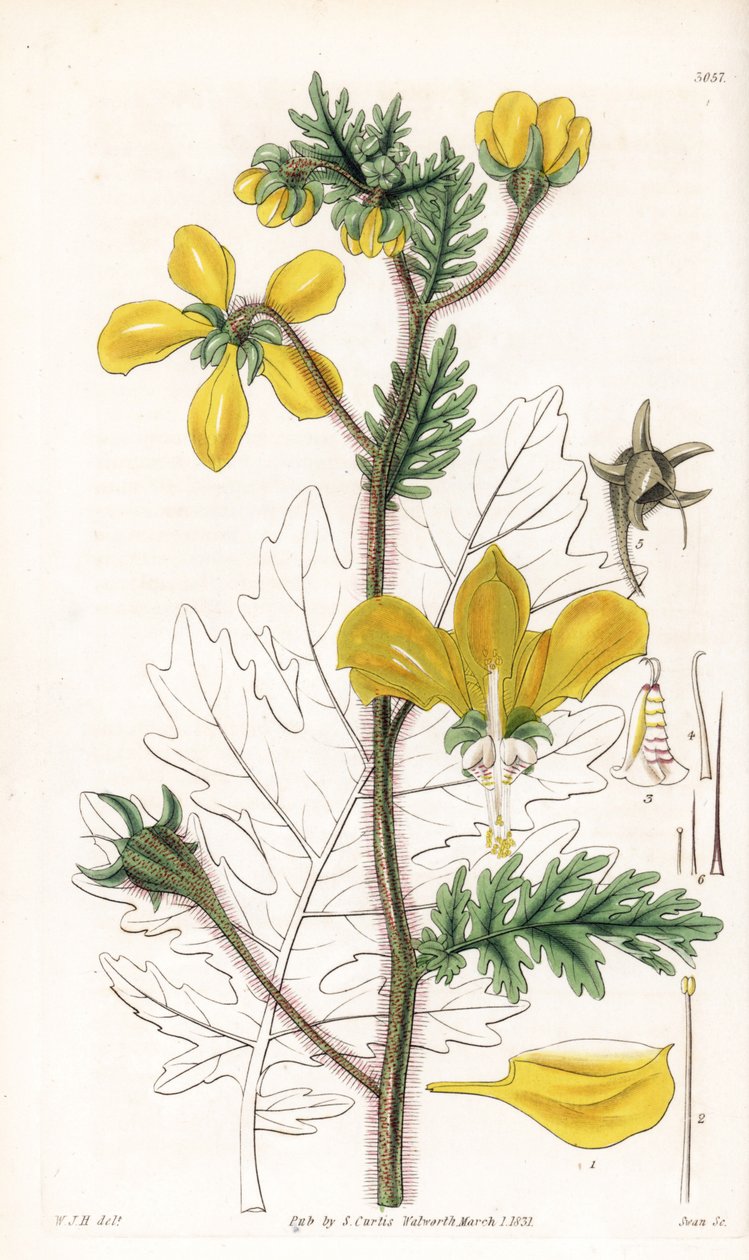 Nasa urens (Hispid loasa, Loasa hispida). Ręcznie kolorowany miedzioryt wykonany przez Swana na podstawie ilustracji Williama Jacksona Hookera z "Botanical Magazine" Samuela Curtisa w Londynie. autorstwa Unbekannter Künstler