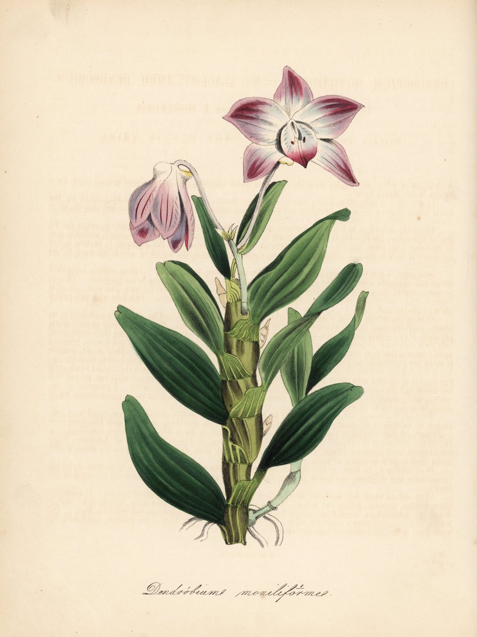 Orchidea Dendrobium moniliforme o łodydze w kształcie naszyjnika lub sekikoku. Ręcznie kolorowana cynkografia autorstwa C. Chabot, narysowana przez pannę M. A. Burnett z jej "Plantae Utiliores: or Illustrations of Useful Plants", Whittaker, Londyn. autorstwa Unbekannter Künstler