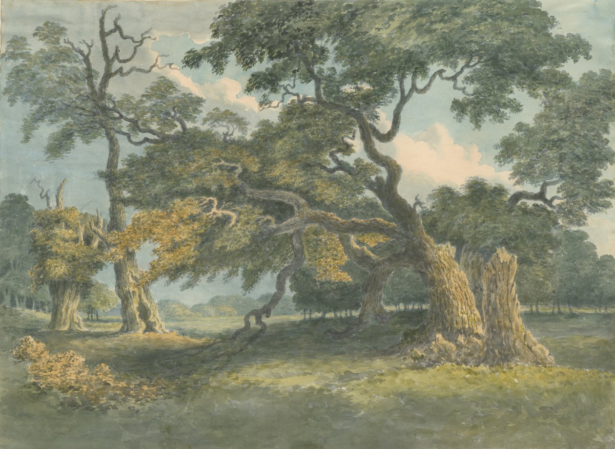 Needwood - Oak Tree: malarstwo akwarela, nd [?XIX wiek] autorstwa Unbekannt
