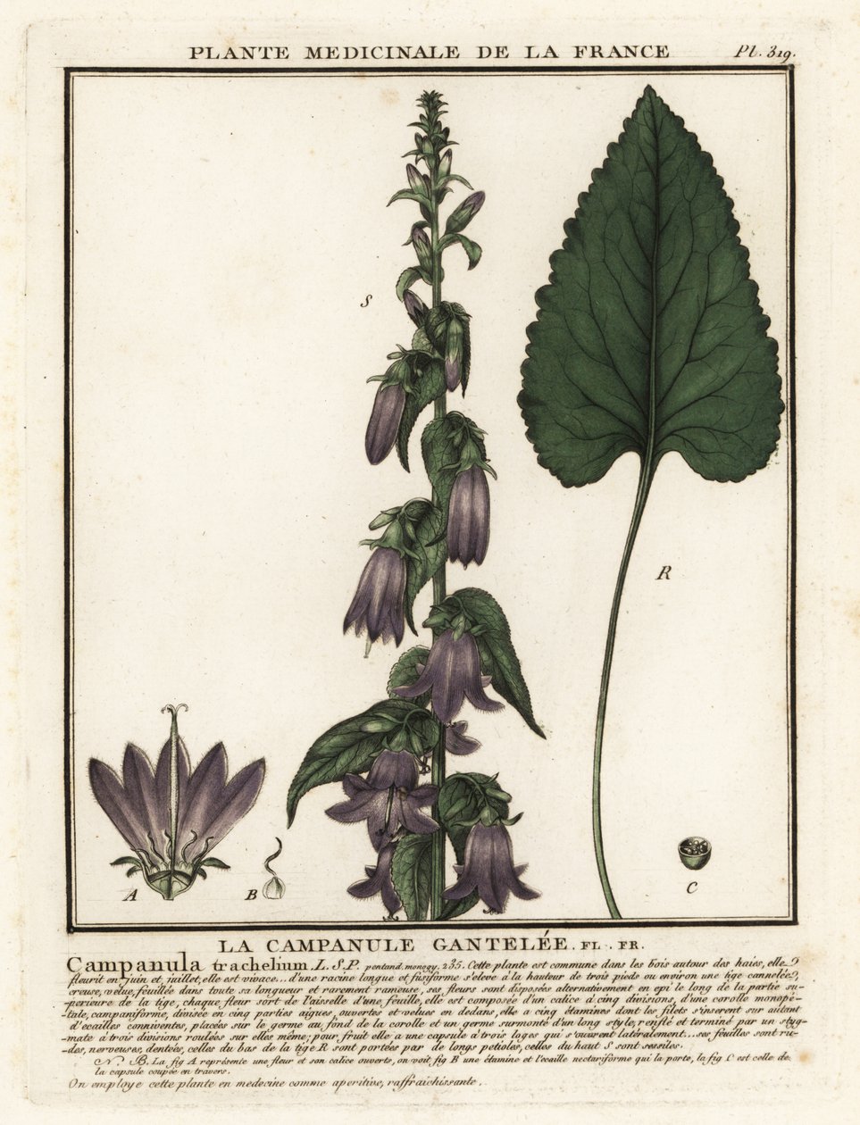 Dzwonek pokrzywowy, Campanula trachelium. autorstwa Unbekannter Künstler