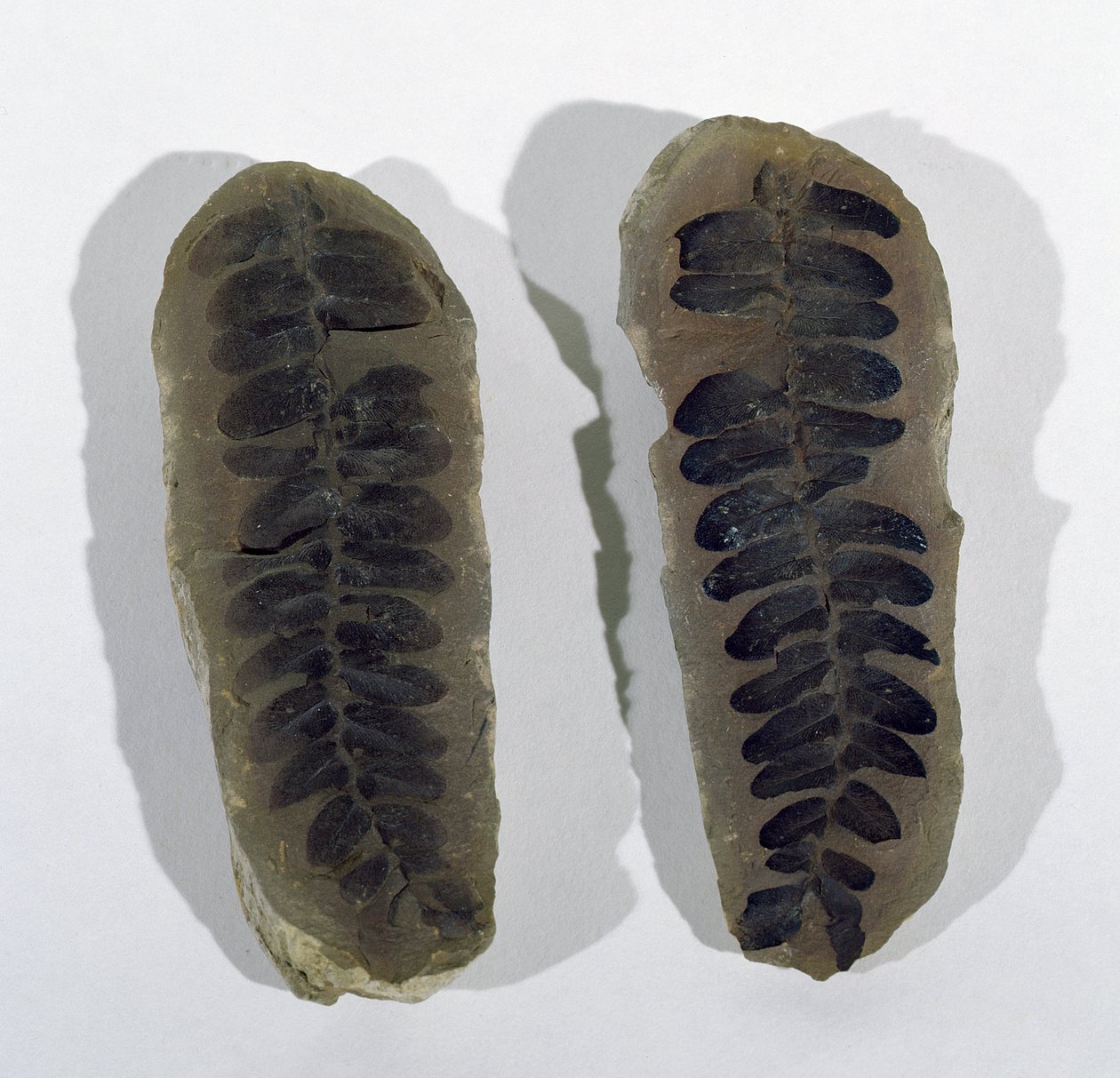 Neuropteris (Liść Paproci Morskiej) znaleziony w Coseley, Staffordshire, okres górnego karbonu (zdjęcie) autorstwa Unbekannt
