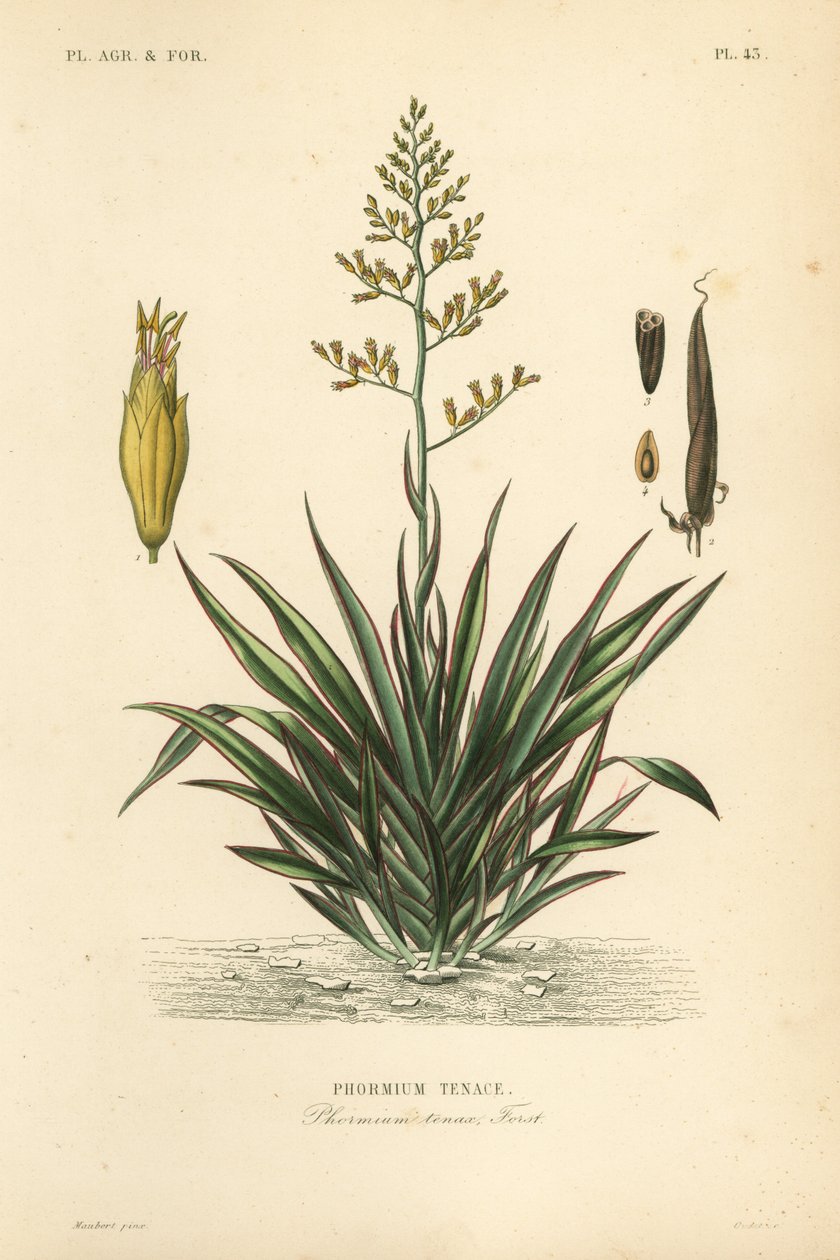 Len nowozelandzki lub harekeke, Phormium tenax, Phormium tenax autorstwa Unbekannt