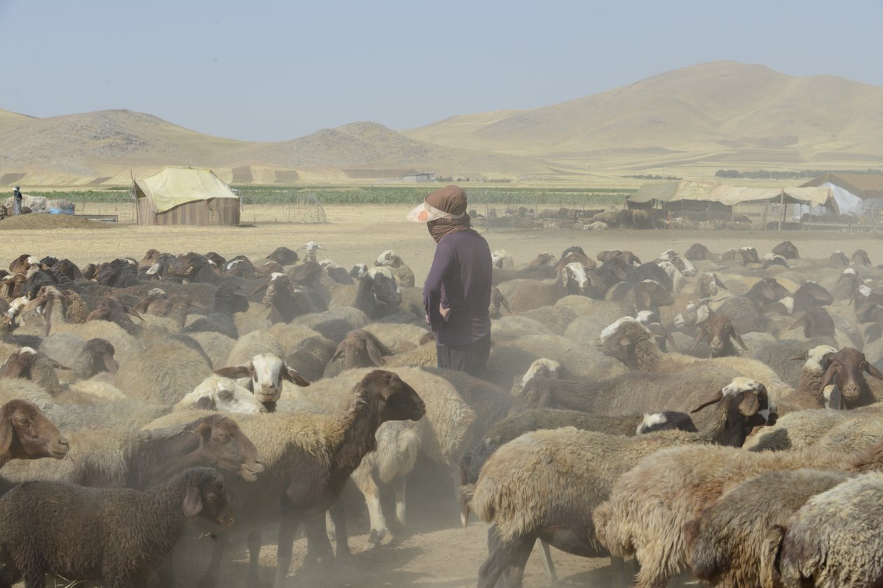 Nomadyczne namioty między Tamar a Aszchanią, Iran 2022 (fotografia) autorstwa Unbekannter Künstler