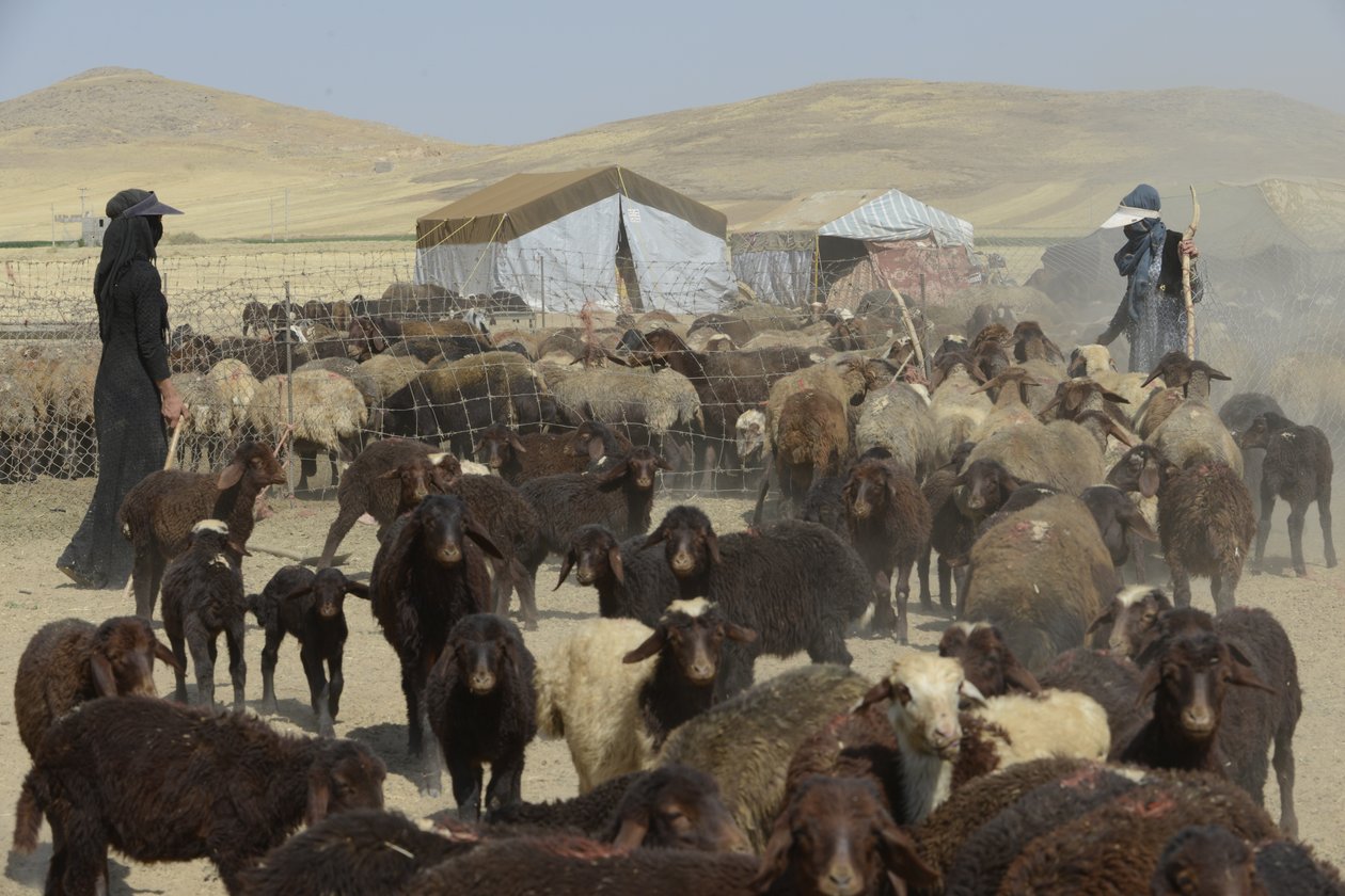 Nomadyczne namioty między Tamar a Aszchanią, Iran 2022 (fotografia) autorstwa Unbekannter Künstler