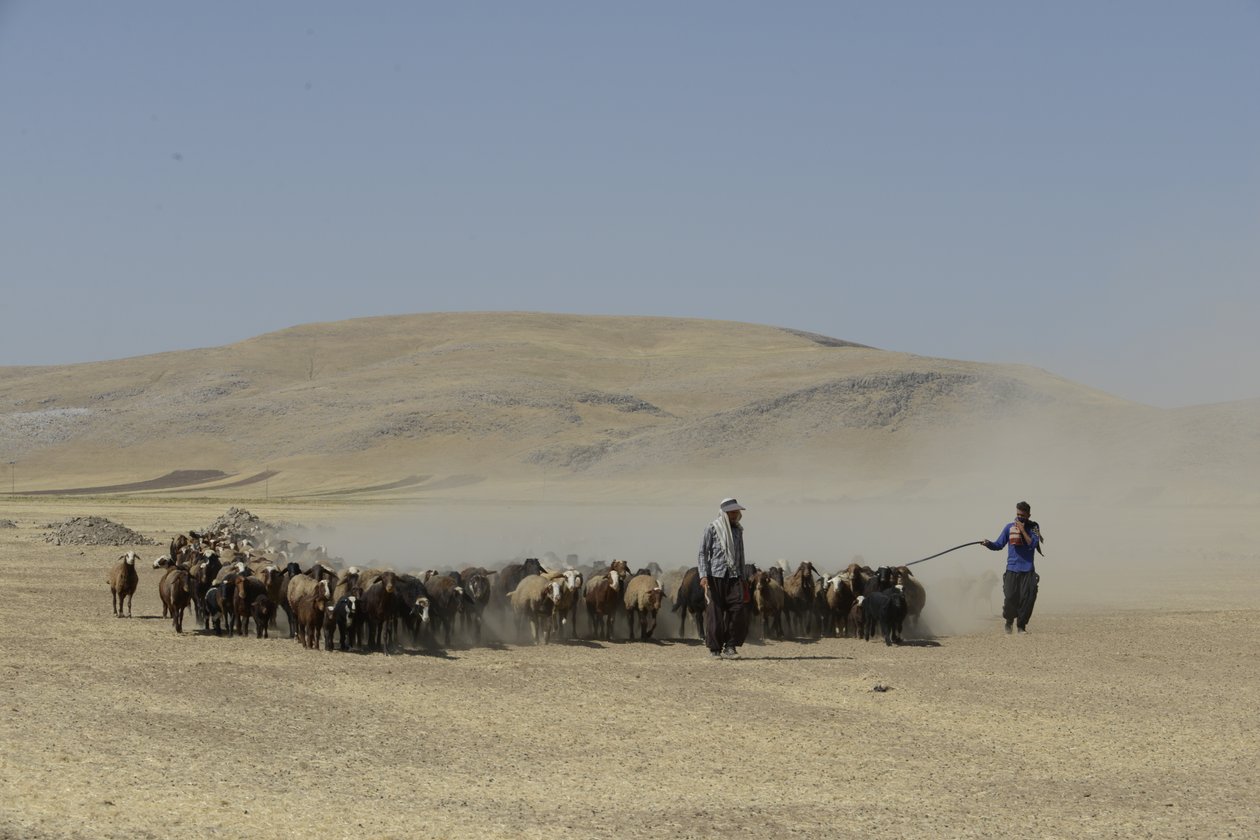 Nomadyczne namioty między Tamar a Aszchanią, Iran 2022 (fotografia) autorstwa Unbekannter Künstler