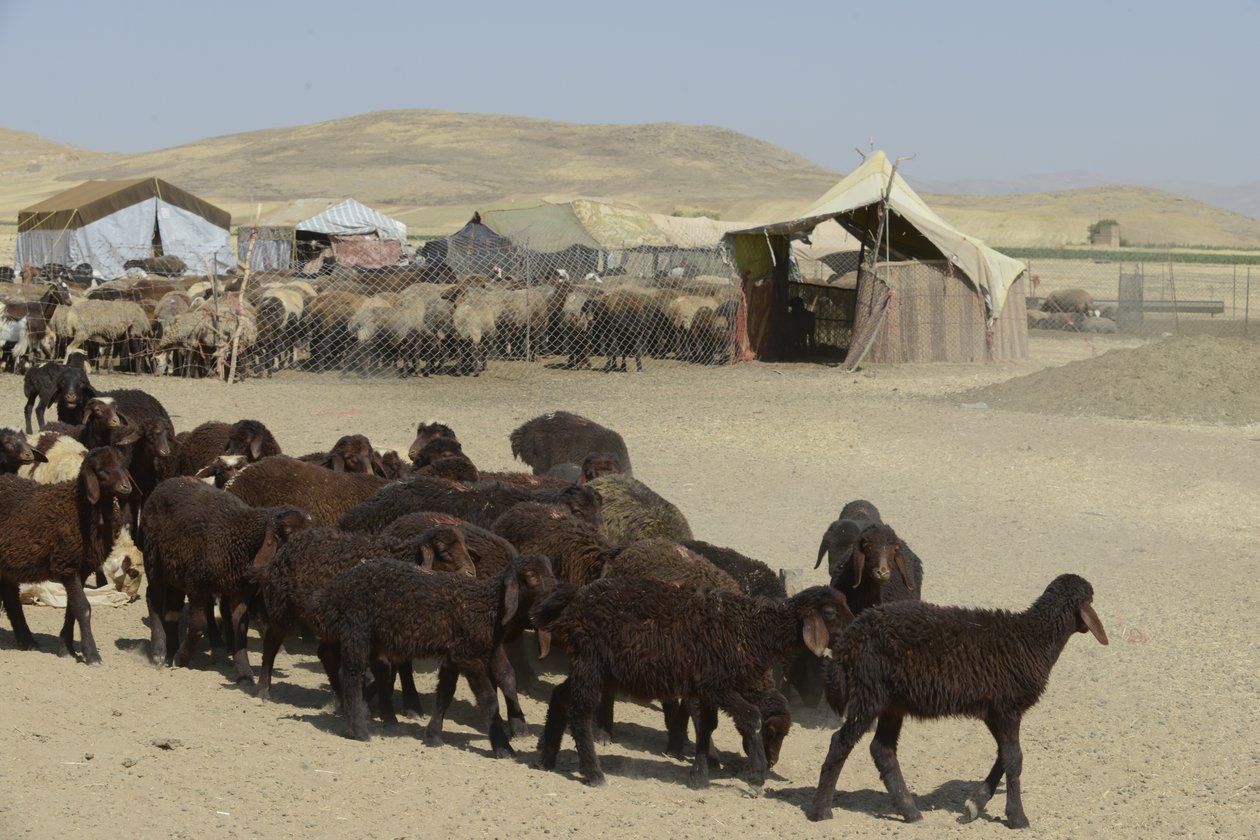 Nomadyczne namioty między Tamar a Aszchanią, Iran 2022 (fotografia) autorstwa Unbekannter Künstler