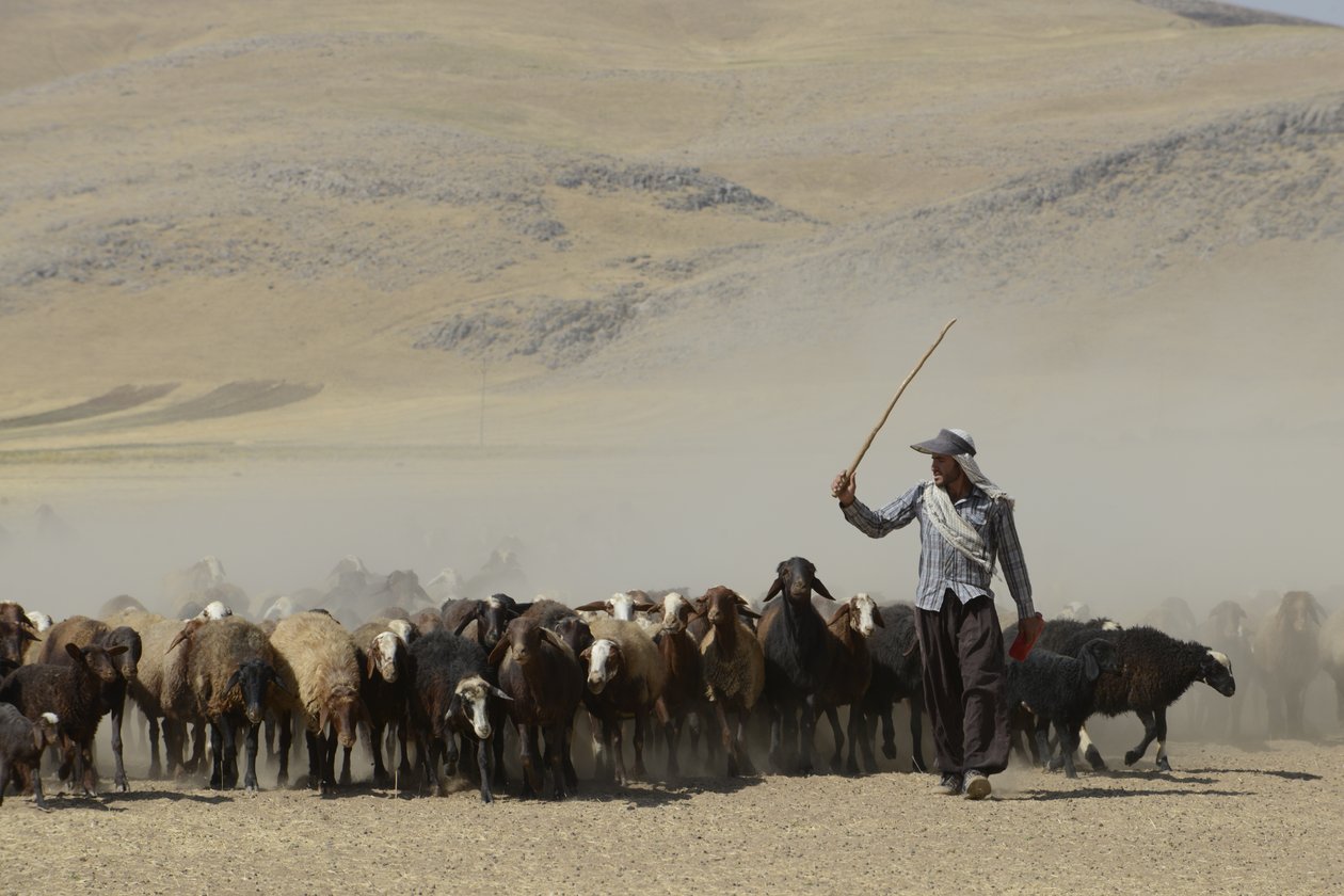 Nomadyczne namioty między Tamar a Aszchanią, Iran 2022 (fotografia) autorstwa Unbekannter Künstler