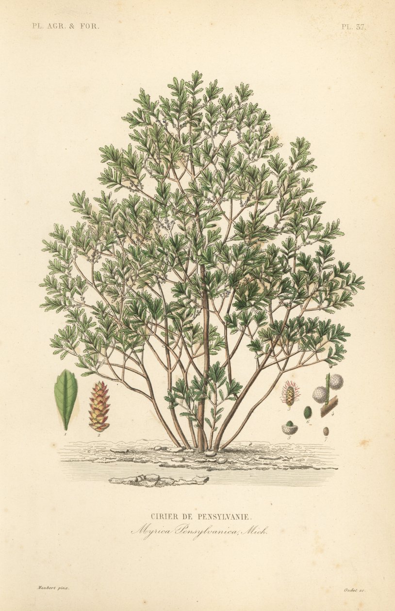 Jagoda północna, Myrica pensylvanica, cirier de pensylivanie autorstwa Unbekannt