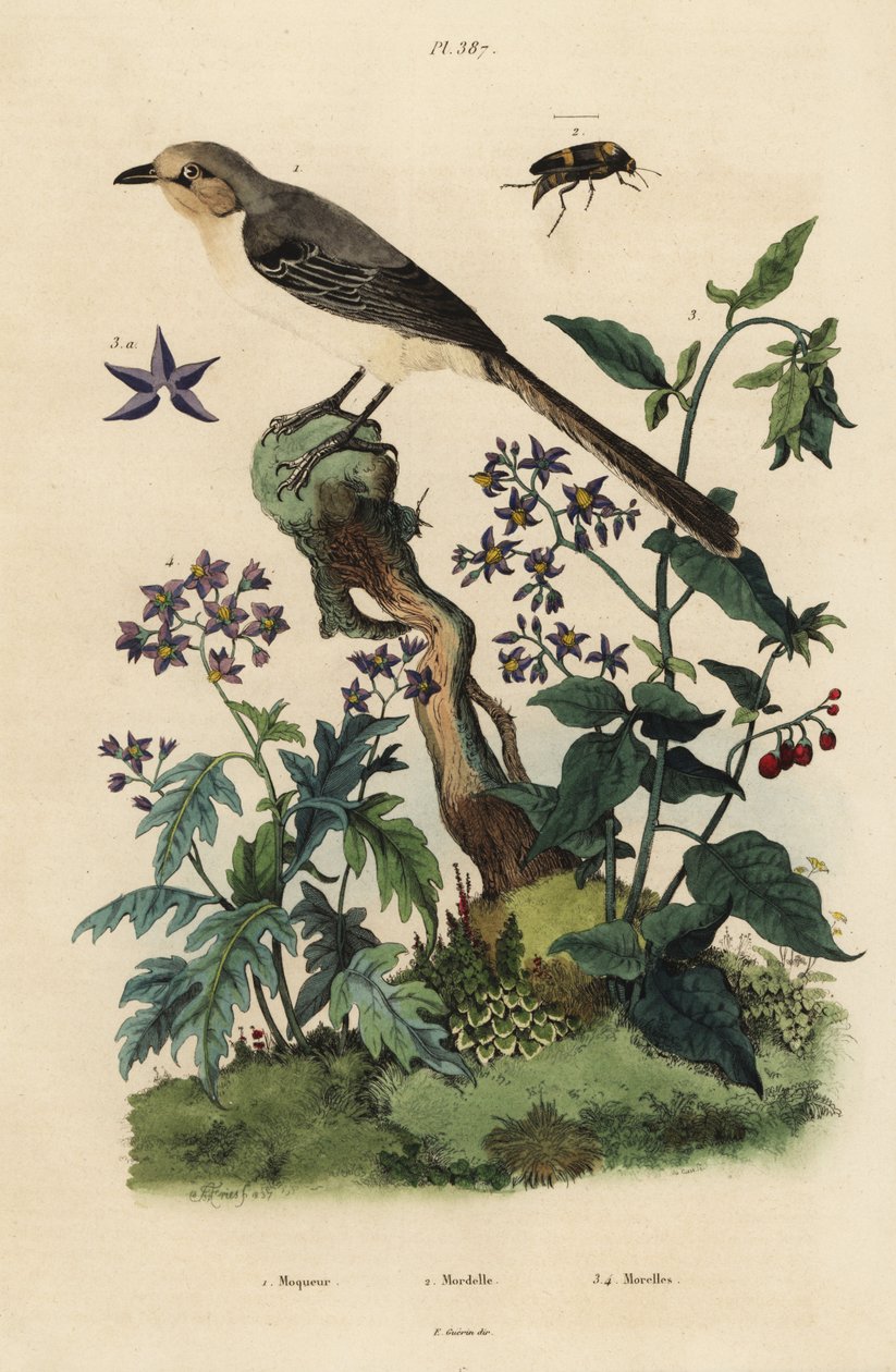 Przedrzeźniacz północny, mimus polyglottes orpheus 1, wilcza jagoda, Solanum dulcamara 3, Solanum quercifolium 4, chrząszcz Mordella fasciata 2 autorstwa Unbekannt