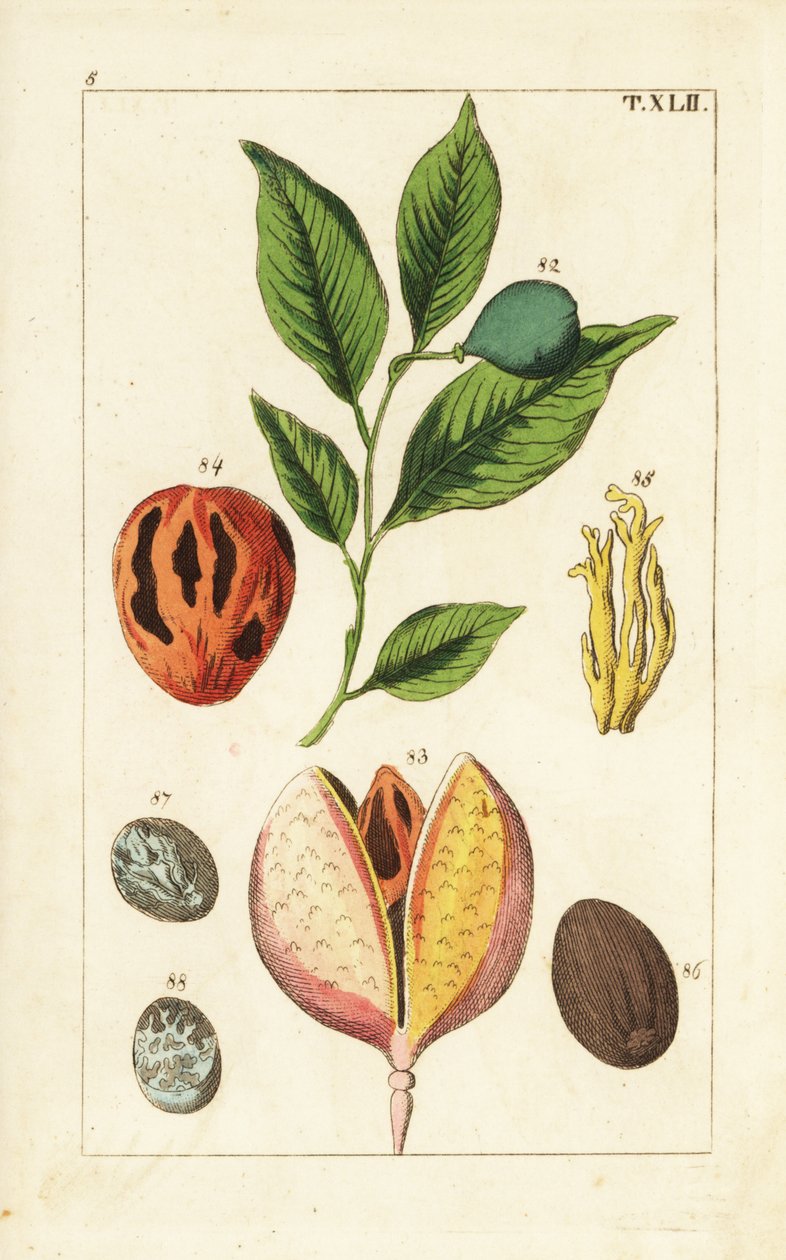 Gałka muszkatołowa i maczuga, fragrans Myristica. autorstwa Unbekannter Künstler