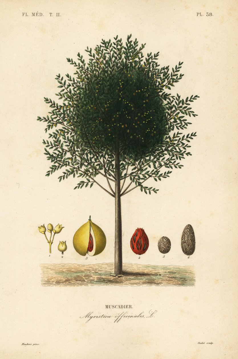 Gałka muszkatołowa i maczugowce, Myristica fragrans, Myristica officinalis, Muscadier autorstwa Unbekannt