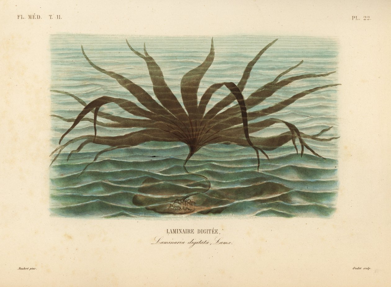 Oarweed, Laminaria digitata, Finger Kelp autorstwa Unbekannt