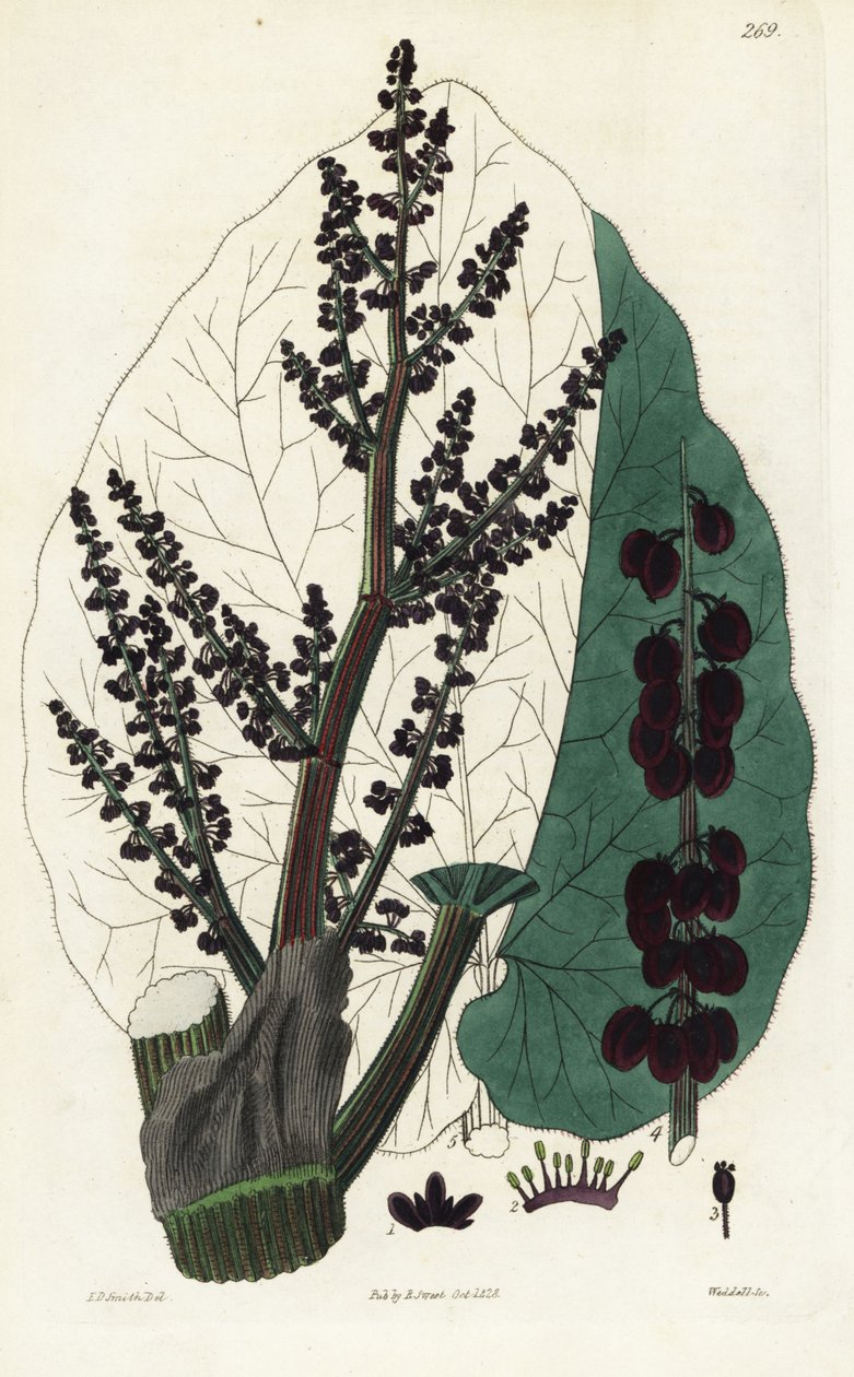 Rabarbar urzędowy, rabarbar południowy. Ręcznie kolorowany miedzioryt Weddella na podstawie ilustracji botanicznej Edwarda Daltona Smitha z książki Roberta Sweeta The British Flower Garden, Ridgeway, Londyn. autorstwa Unbekannter Künstler
