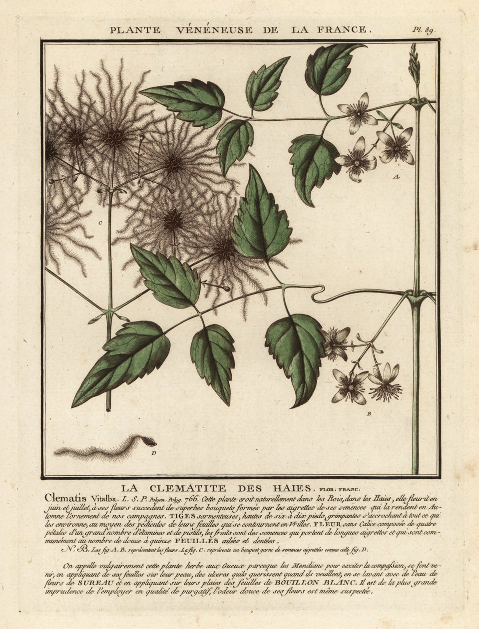 Broda starca, Clematis vitalba. autorstwa Unbekannter Künstler