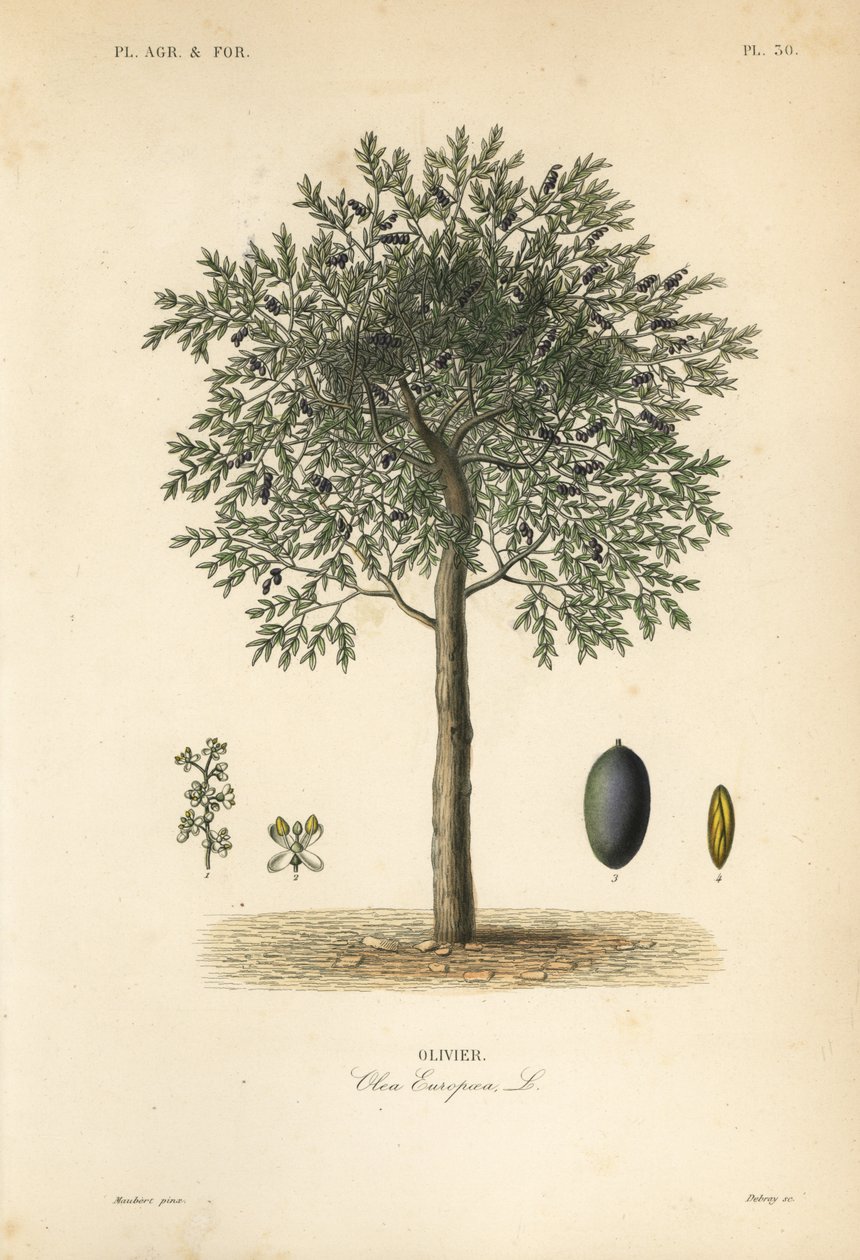 Olive tree, Olea europaea, olivier autorstwa Unbekannt