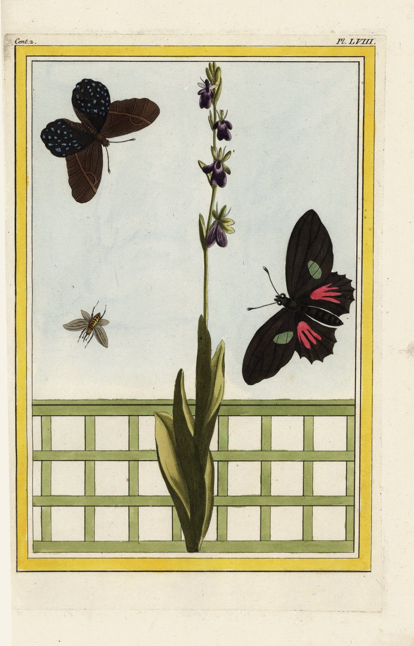 Ophrise ma kwiaty w kształcie owadów. Storczyk owadożerny, Ophrys insectifera. Doris longwing, Heliconius doris. Ręcznie kolorowana akwaforta Pierre