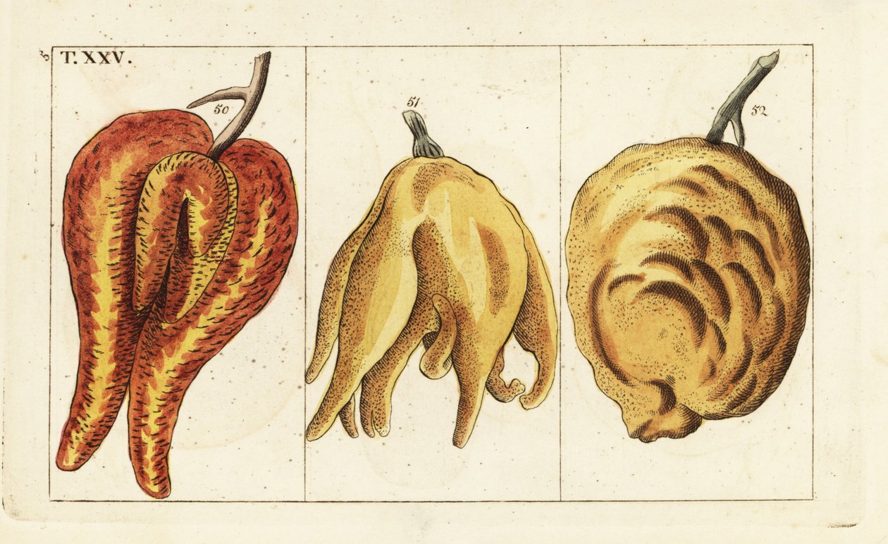 Pomarańcze, formy zniekształcone i bulwiaste, Citrus aurantium. autorstwa Unbekannter Künstler