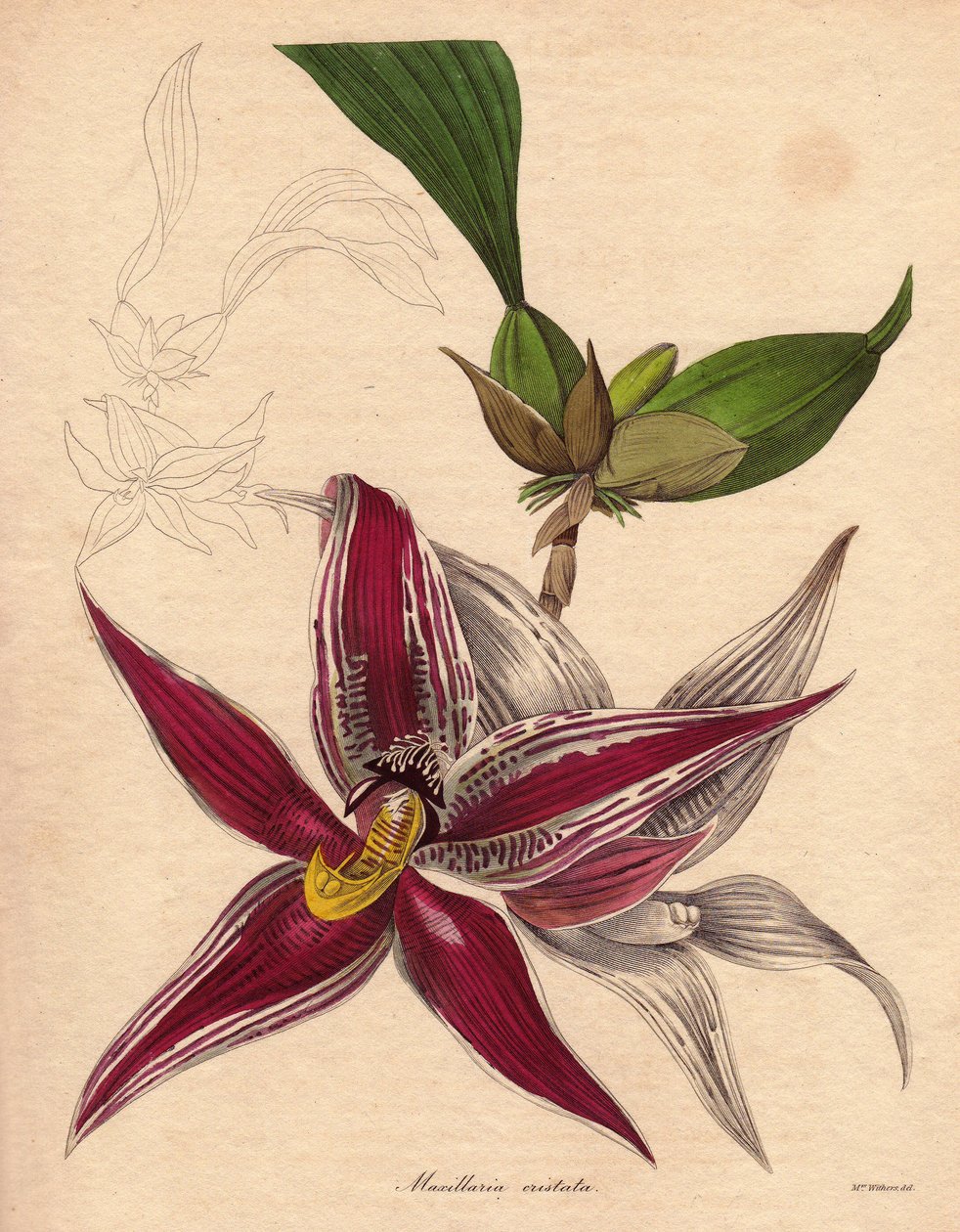 Odmiana storczyka, Paphinia (Maxillaria) cristata, gatunek endemiczny w północnej Ameryce Południowej. Zwisający kwiatostan z kwiatem w kształcie gwiazdy, karmazynowoczerwony z białymi paskami. Ilustracja autorstwa Augusty Innes Withers (1793-1877), w The  autorstwa Unbekannter Künstler