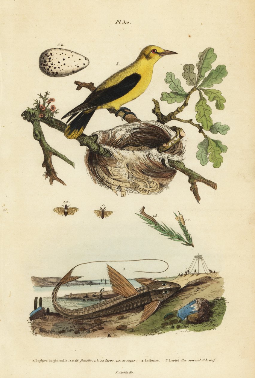 Wilga kos, Gymnomystax mexicanus, gniazdo i jaja 3, czekoladowy loricarid sum pancerny, Loricaria cataphracta 2 i błonnik sosnowy, Neodiprion sertifer 1 autorstwa Unbekannt