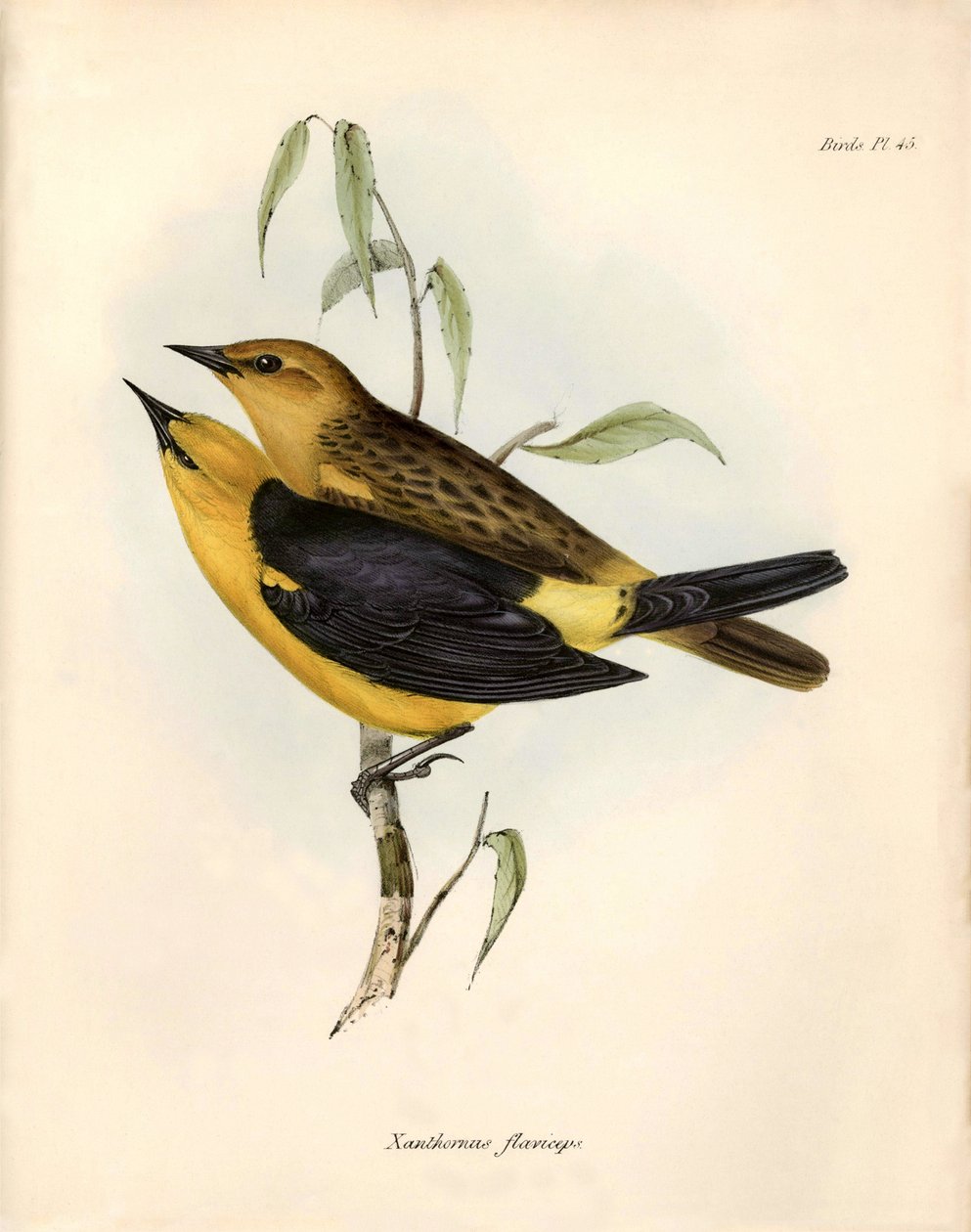 Ornitologia: "Certhidea olivacea" Oliwka Geospize zaobserwowana i opisana przez Karola Darwina podczas jego wyprawy na pokładzie statku Beagle. Plansza z "The zoology of the voyage of H.M.S. Beagle. Flight. III, Ptaki opisane przez Johna Goulda, ze wzmiank autorstwa Unbekannter Künstler