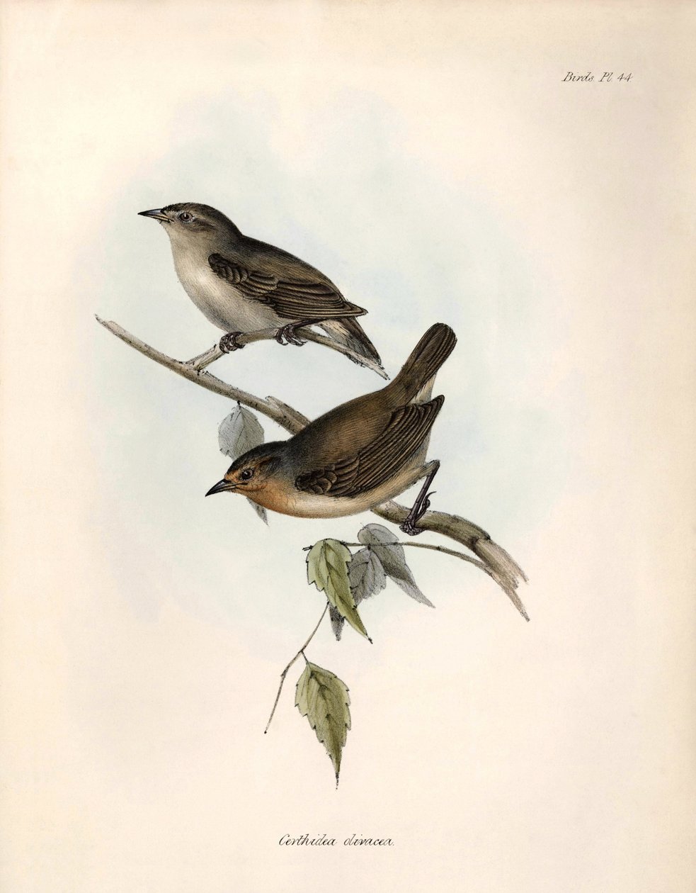 Ornitologia: "Certhidea olivacea" Oliwka Geospize zaobserwowana i opisana przez Karola Darwina podczas jego wyprawy na pokładzie statku Beagle. Plansza z "The zoology of the voyage of H.M.S. Beagle. Flight. III, Ptaki opisane przez Johna Goulda, ze wzmiank autorstwa Unbekannter Künstler