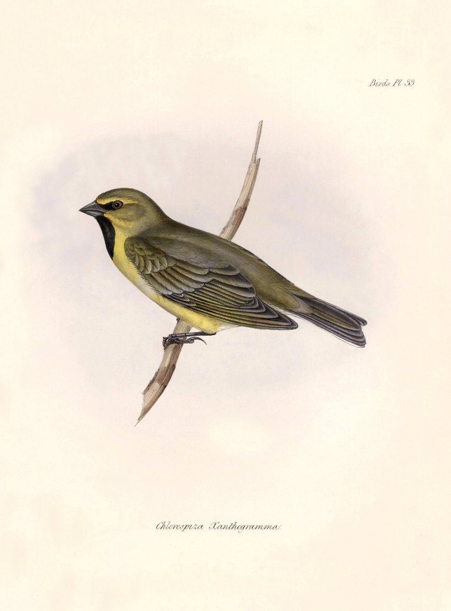 Ornitologia: "Chlorospiza xanthogramma" Opis wróblówki Karola Darwina (1809-1882) zaobserwowanej podczas wyprawy na pokładzie statku Beagle. Plansza z "The zoology of the voyage of H.M.S. Beagle. Flight. III, Ptaki opisane przez Johna Goulda, z n autorstwa Unbekannter Künstler