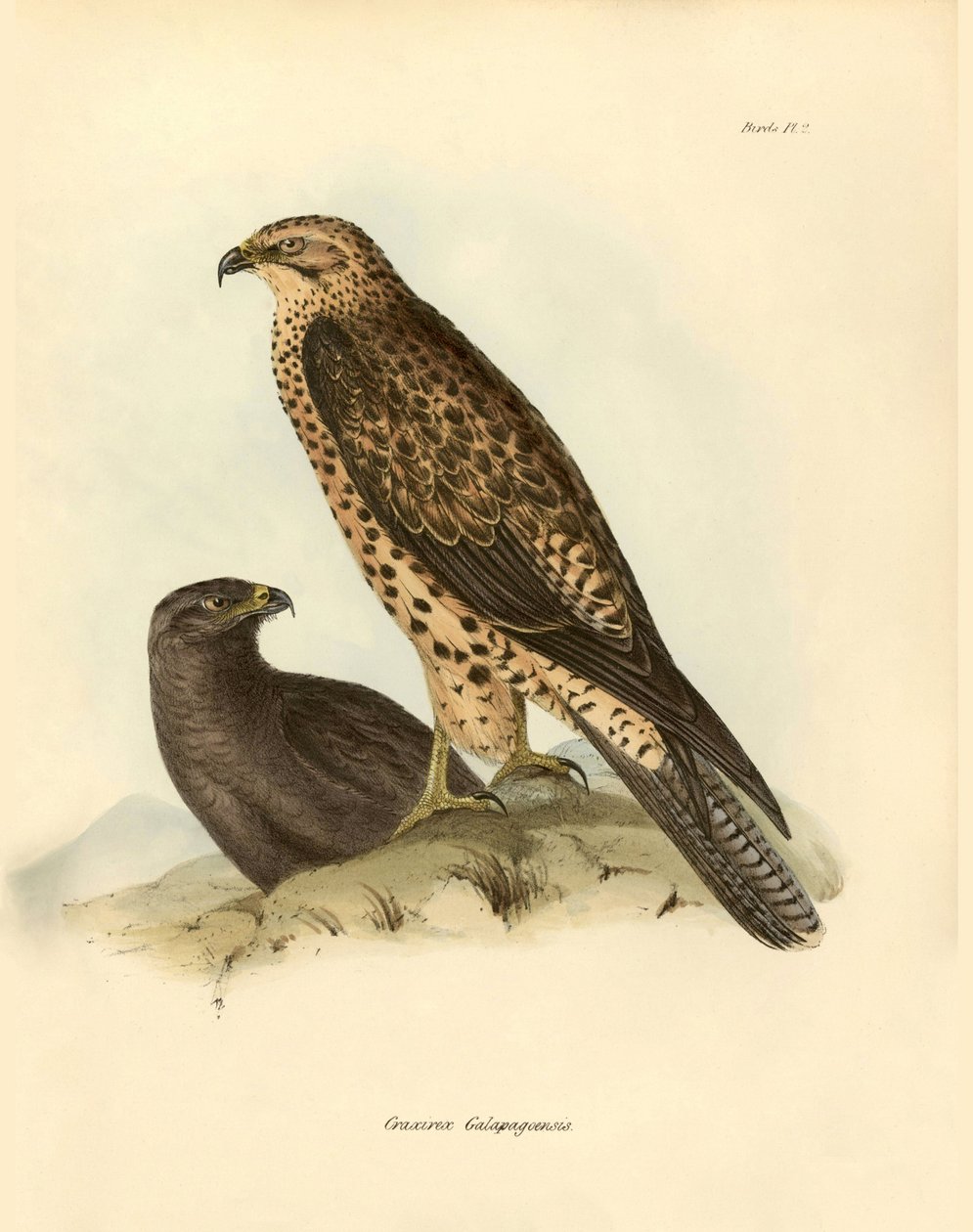 Ornitologia: "Craxirex Galapagoensis" dyszkant z Galapagos opisany przez Charlesa DarWina (1809-1882) podczas wyprawy na pokładzie statku Beagle. Plansza z książki "Ptaki opisane przez Johna Goulda, z notką o ich zwyczajach autorstwa Karola Darwina". autorstwa Unbekannter Künstler