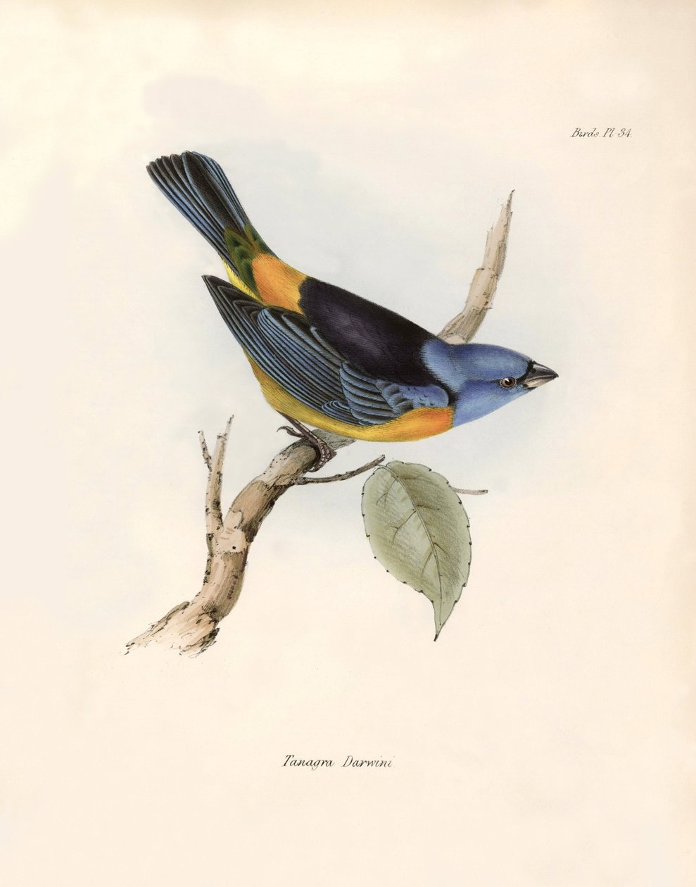 Ornitologia: "Darwin