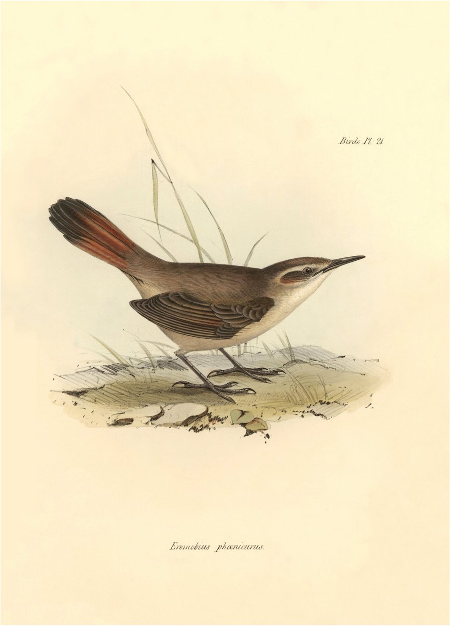 Ornitologia: "Eremobius phoenicurus" opisany przez Karola Darwina podczas wyprawy na pokładzie statku Beagle. Plansza z "Zoologii podróży H.M.S. Beagle. Flight. III, Ptaki opisane przez Johna Goulda, z uwagami na temat ich zwyczajów autorstwa Karola Darwin autorstwa Unbekannter Künstler