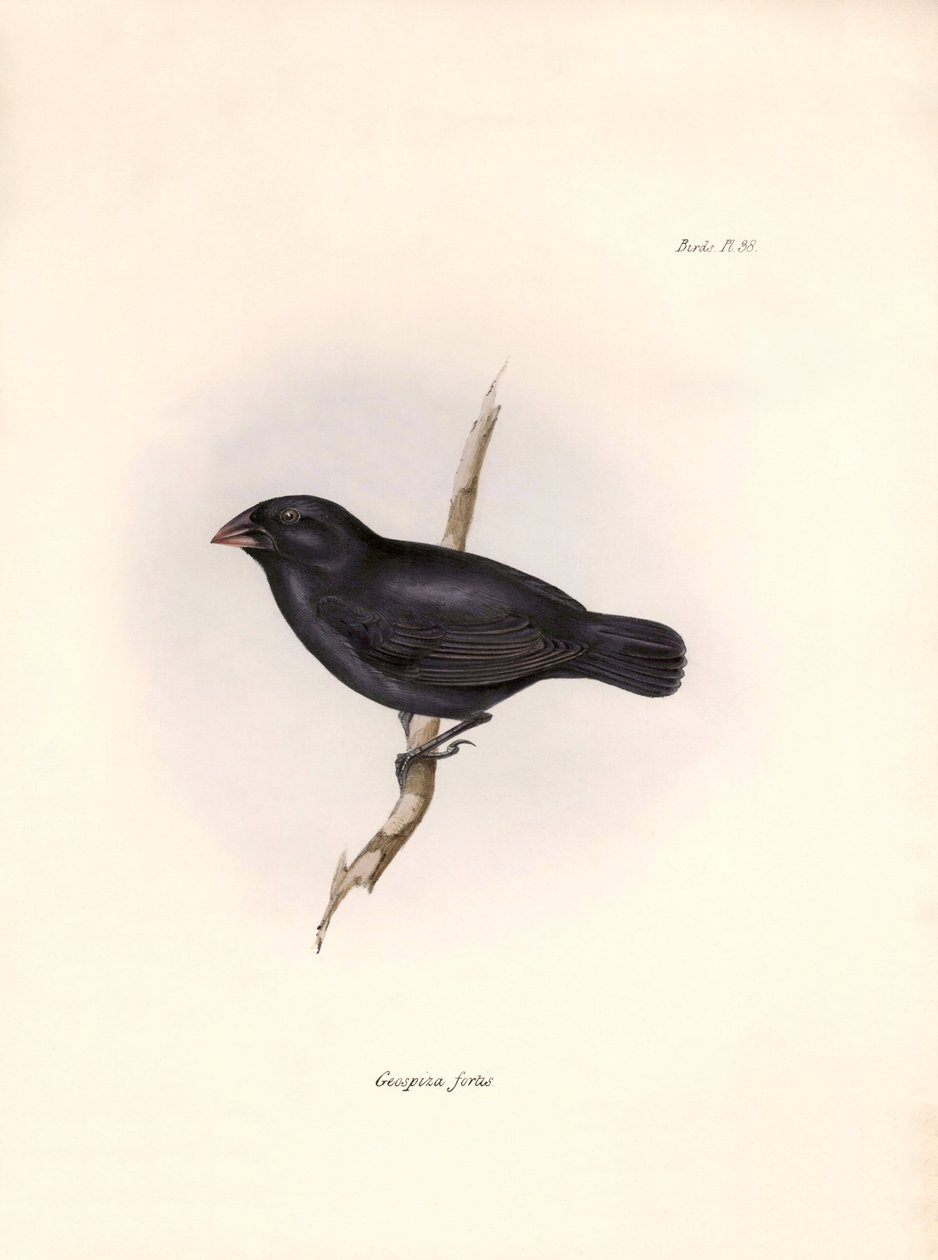 Ornitologia: "Geospiza fortis or geospize a medium-beaked" Opis wróblowej autorstwa Karola Darwina (1809-1882) zaobserwowanej podczas jego wyprawy na pokładzie statku Beagle. Plansza z "The zoology of the voyage of H.M.S. Beagle. Flight. III, Ptaki opisane autorstwa Unbekannter Künstler