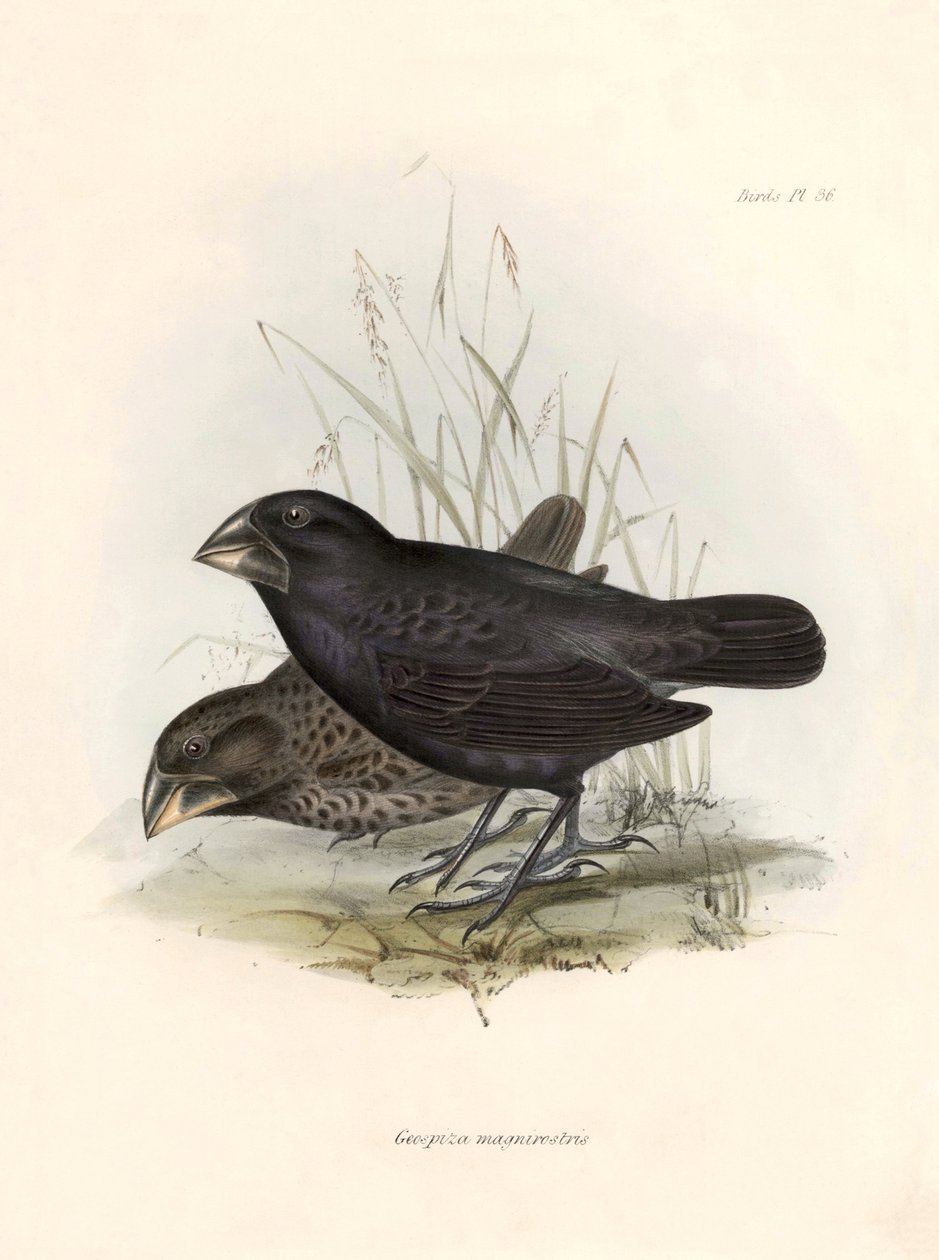 Ornitologia: "Geospiza magnirostris or geospize a big beak" Opis wróblowej autorstwa Karola Darwina (1809-1882) zaobserwowanej podczas jego wyprawy na pokładzie statku Beagle. Plansza z "The zoology of the voyage of H.M.S. Beagle. Flight. III, Ptaki opisan autorstwa Unbekannter Künstler