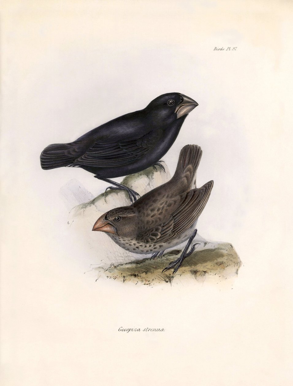 Ornitologia: "Geospiza strenua or geospize" Opis wróblowej przez Karola Darwina (1809-1882) zaobserwowanej podczas jego wyprawy na pokładzie statku Beagle. Plansza z "The zoology of the voyage of H.M.S. Beagle. Flight. III, Ptaki opisane przez Johna Goulda autorstwa Unbekannter Künstler