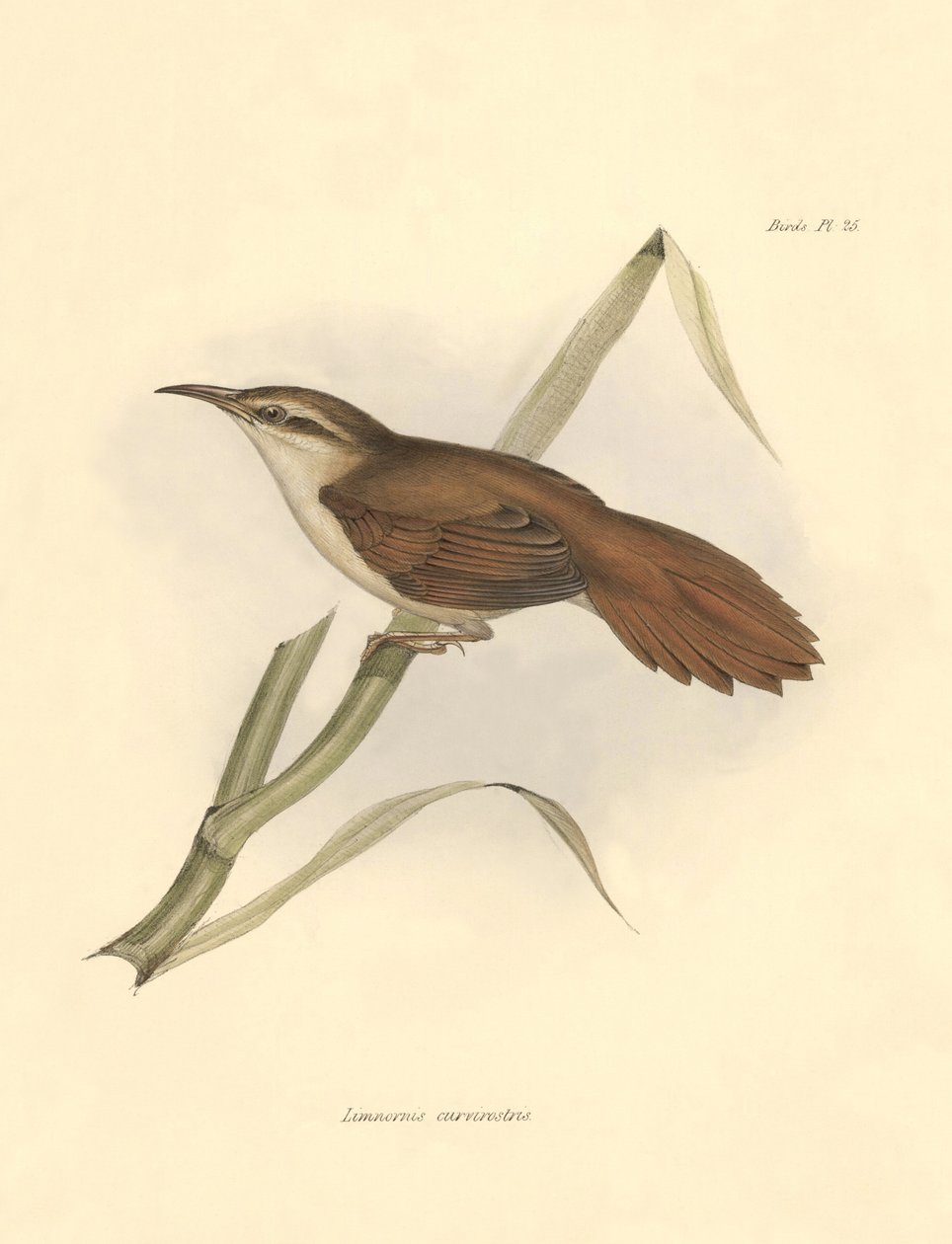 Ornitologia: "Limnornis curvirostris" z rodziny furnariidae opisany przez Karola Darwina podczas wyprawy na pokładzie statku Beagle. Plansza z "The zoology of the voyage of H.M.S. Beagle. Flight. III, Birds described by John Gould, with notice of their hab autorstwa Unbekannter Künstler