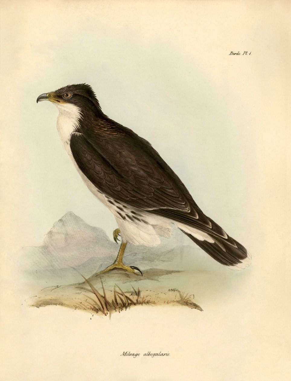 Ornitologia: "Milvago albogularis" czyli karakara opisana przez Charlesa DarWina (1809-1882) podczas jego wyprawy na pokładzie statku Beagle. Plansza z książki "Ptaki opisane przez Johna Goulda, z notką o ich zwyczajach autorstwa Karola Darwina". autorstwa Unbekannter Künstler