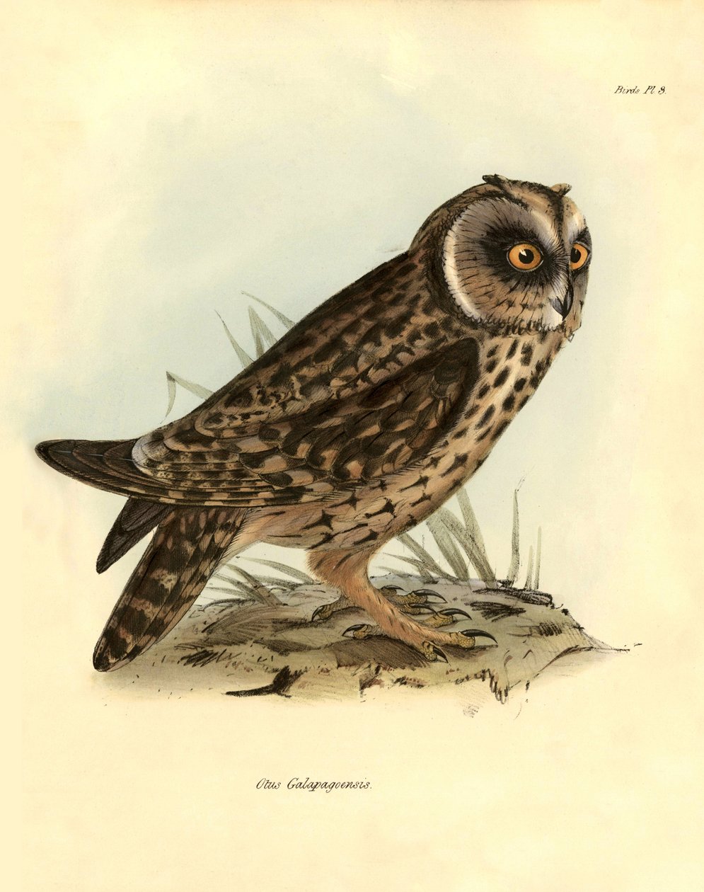Ornitologia: "Otus Galapagoensis" sowa z Galapagos opisana przez Charlesa DarWina (1809-1882) podczas jego wyprawy na pokładzie statku Beagle. Plansza z książki "Ptaki opisane przez Johna Goulda, z notką o ich zwyczajach autorstwa Karola Darwina". autorstwa Unbekannter Künstler