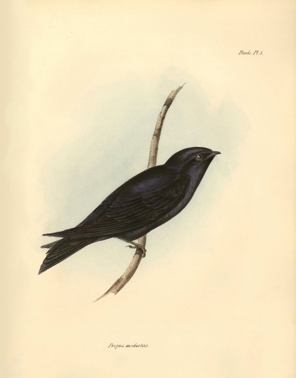 Ornitologia: "Progne modestus" z rodziny jaskółkowatych opisany przez Karola Darwina podczas wyprawy na pokładzie statku Beagle. Plansza z "The zoology of the voyage of H.M.S. Beagle. Flight. III, Birds described by John Gould, with notice of their habits  autorstwa Unbekannter Künstler