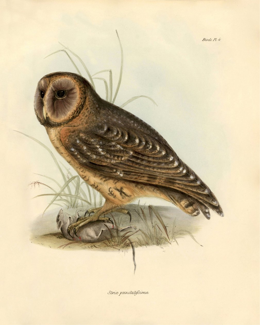 Ornitologia: Sowa "Strix punctatissima" opisana przez Karola Darwina (1809-1882) podczas jego wyprawy na pokładzie statku Beagle. Plansza z książki "Ptaki opisane przez Johna Goulda, z notką o ich zwyczajach autorstwa Karola Darwina". autorstwa Unbekannter Künstler