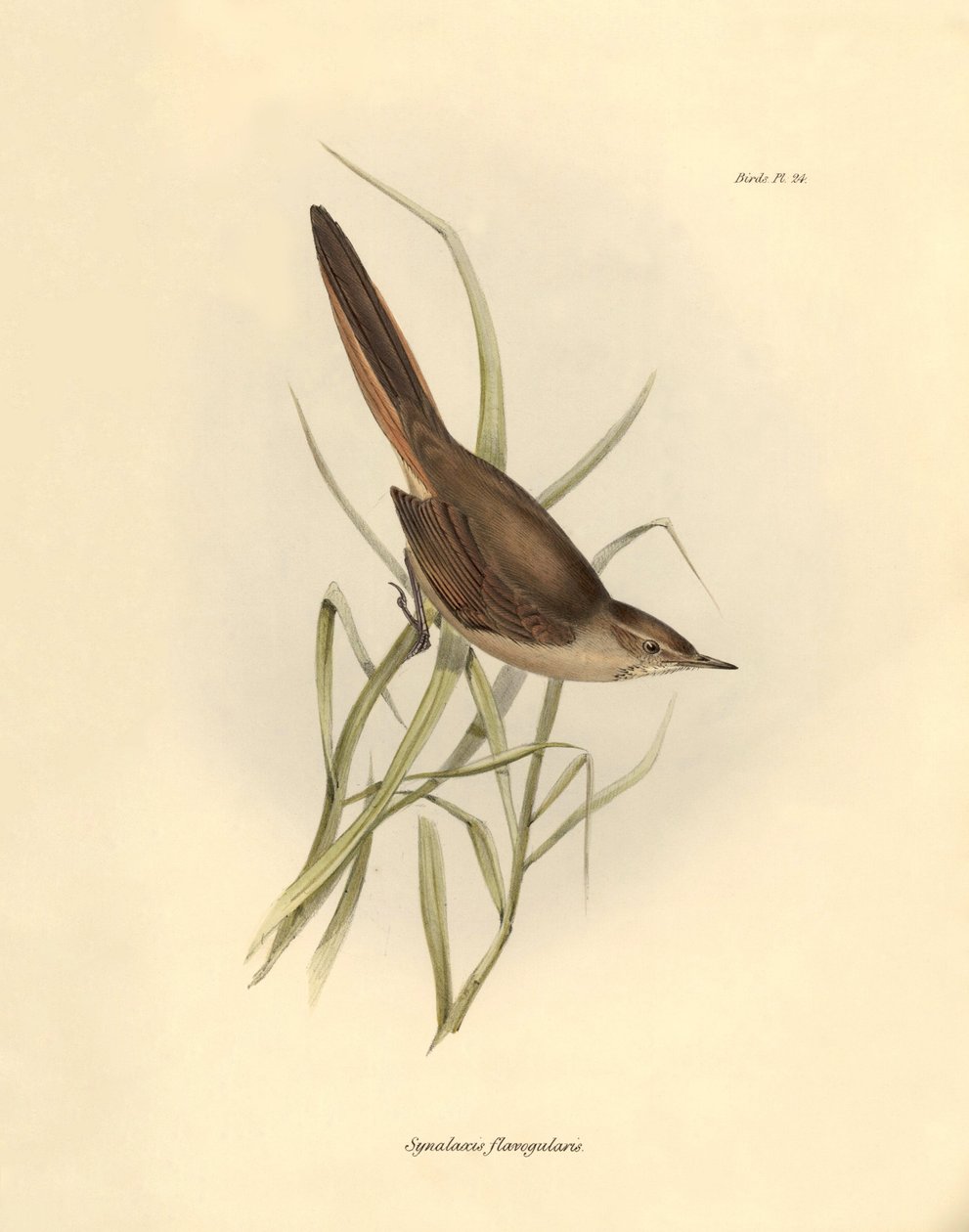 Ornitologia: "Synallaxis rufogularis" opisany przez Karola Darwina podczas wyprawy na pokładzie statku Beagle. Plansza z "The zoology of the voyage of H.M.S. Beagle. Flight. III, Ptaki opisane przez Johna Goulda, ze wzmianką o ich zwyczajach autorstwa Karo autorstwa Unbekannter Künstler